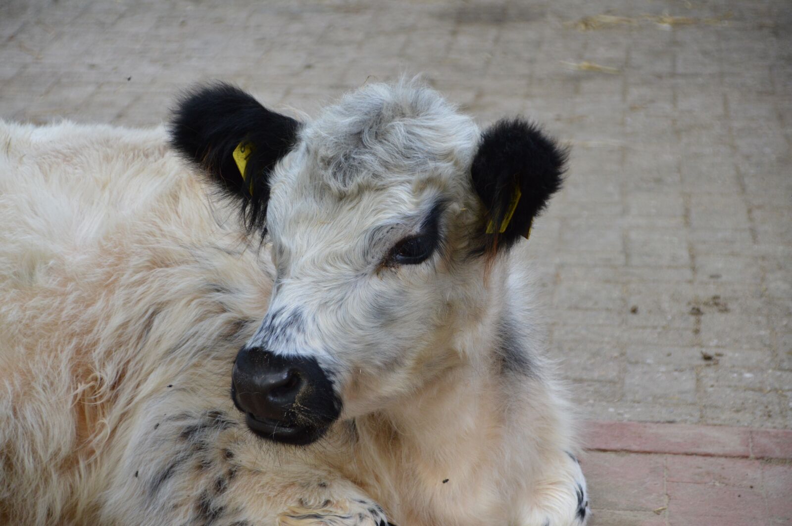 Nikon D3200 sample photo. Beef, calf, agriculture photography