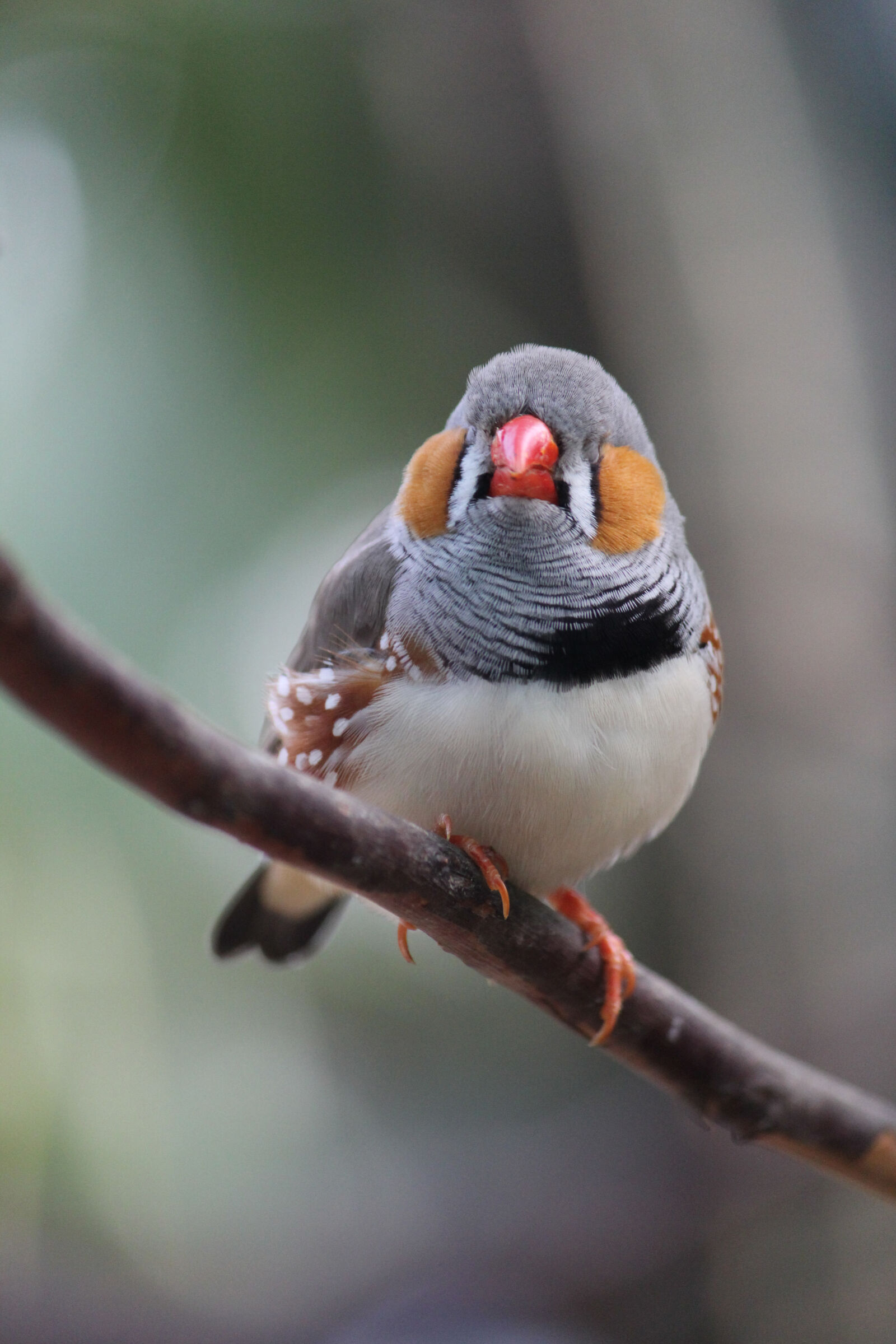 Canon EF-S 55-250mm F4-5.6 IS II sample photo. Bird, zebra, finch, mehran photography
