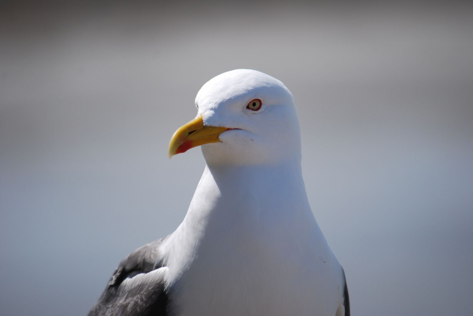 Nikon D60 sample photo. Seagull, animals, gull photography