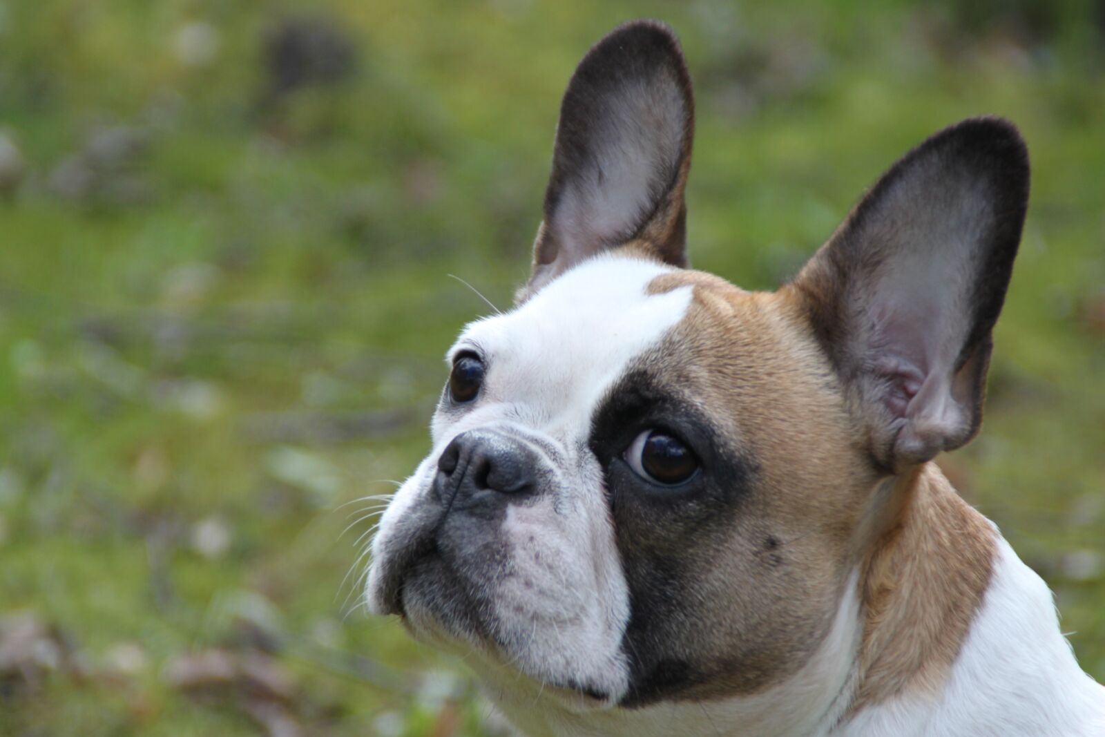 Canon EOS 500D (EOS Rebel T1i / EOS Kiss X3) sample photo. Dog, portrait, animal photography