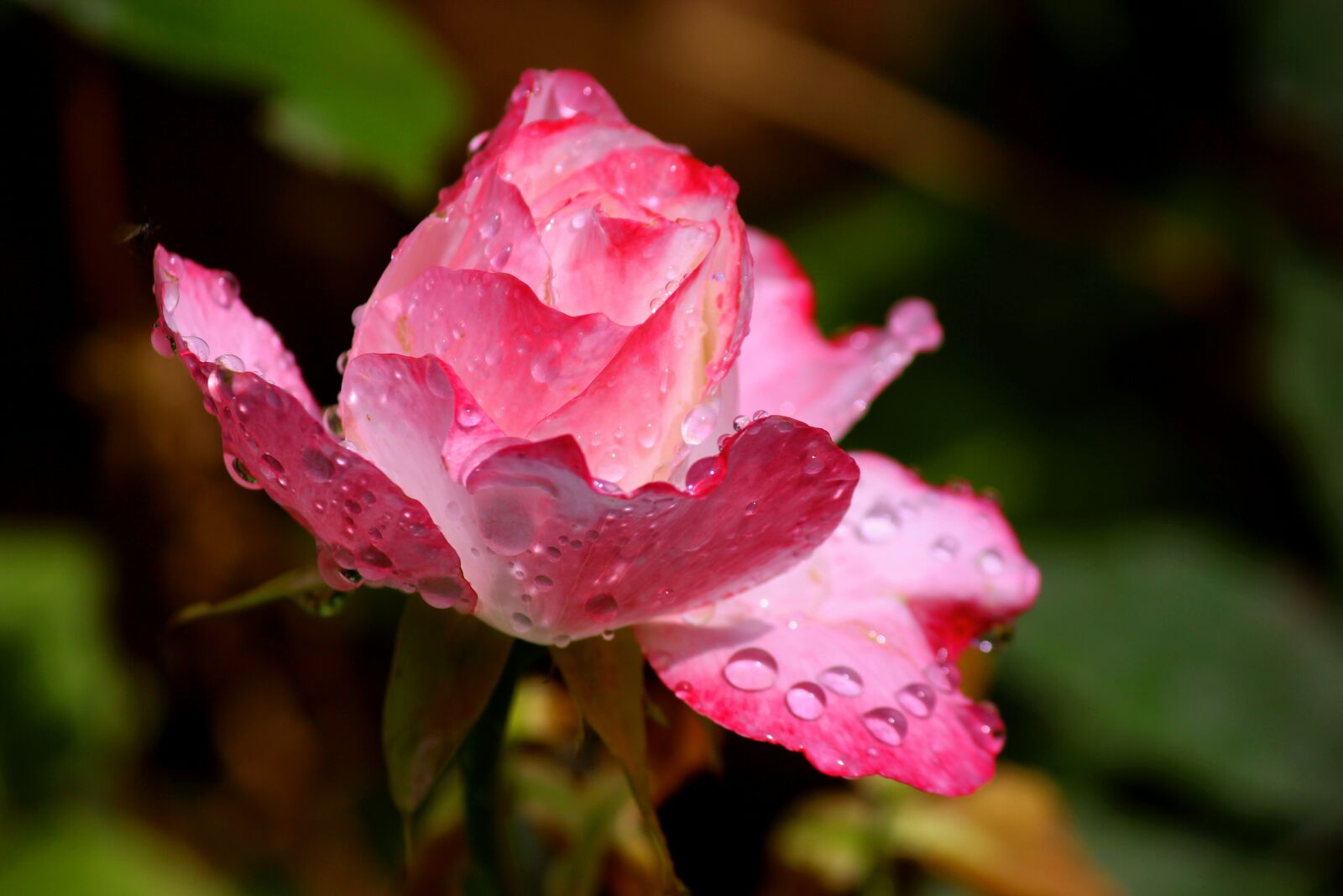 Canon EF-S 55-250mm F4-5.6 IS II sample photo. After the rain, red photography