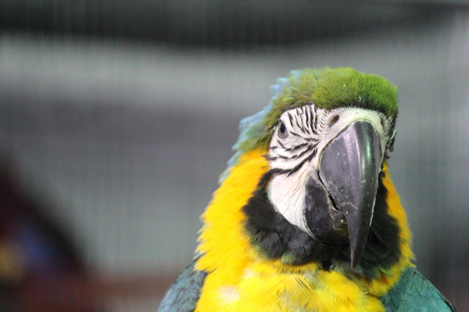 Canon EOS 600D (Rebel EOS T3i / EOS Kiss X5) sample photo. Parrot, macaw, bird, beak photography