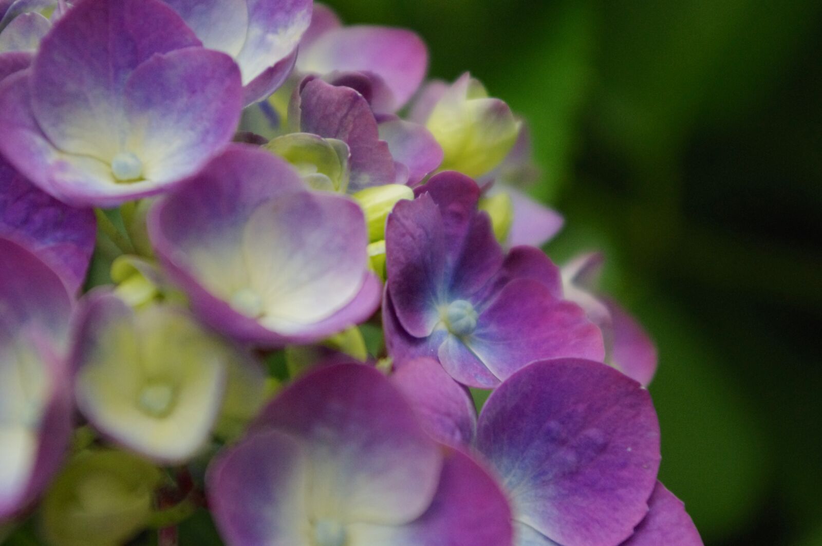 Pentax K-r sample photo. Hydrangea, flower, bloom photography