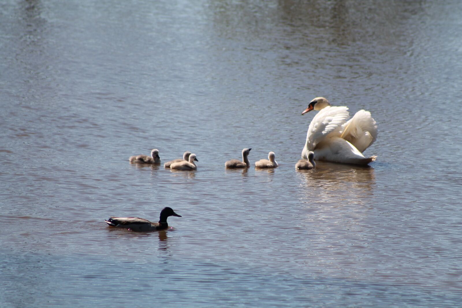 Canon EOS 1100D (EOS Rebel T3 / EOS Kiss X50) sample photo. Swan, swimming, bird photography