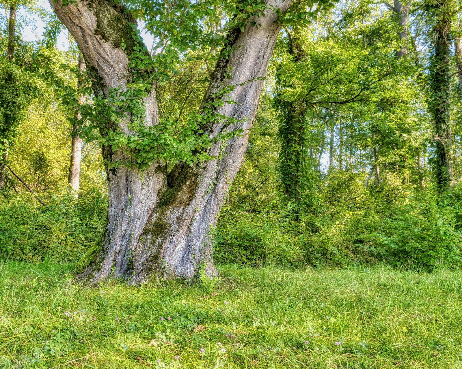 Nikon D7500 sample photo. Tree, individually, old photography