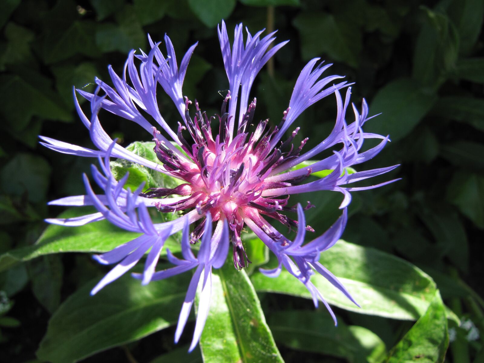 Canon PowerShot SX20 IS sample photo. Flower, cornflowers, macro photography