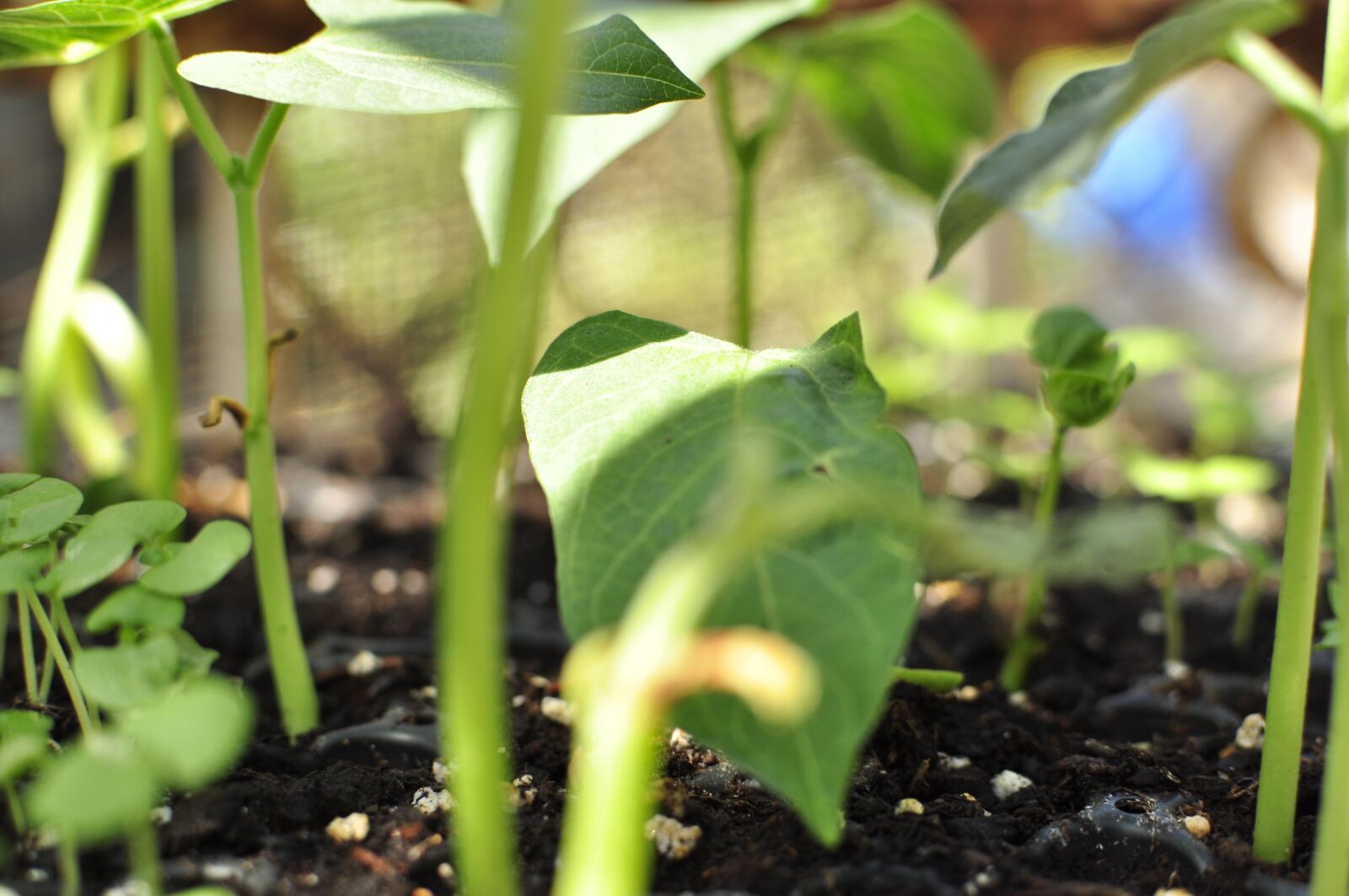 Nikon D5000 sample photo. Seedlings, plant, sprout photography