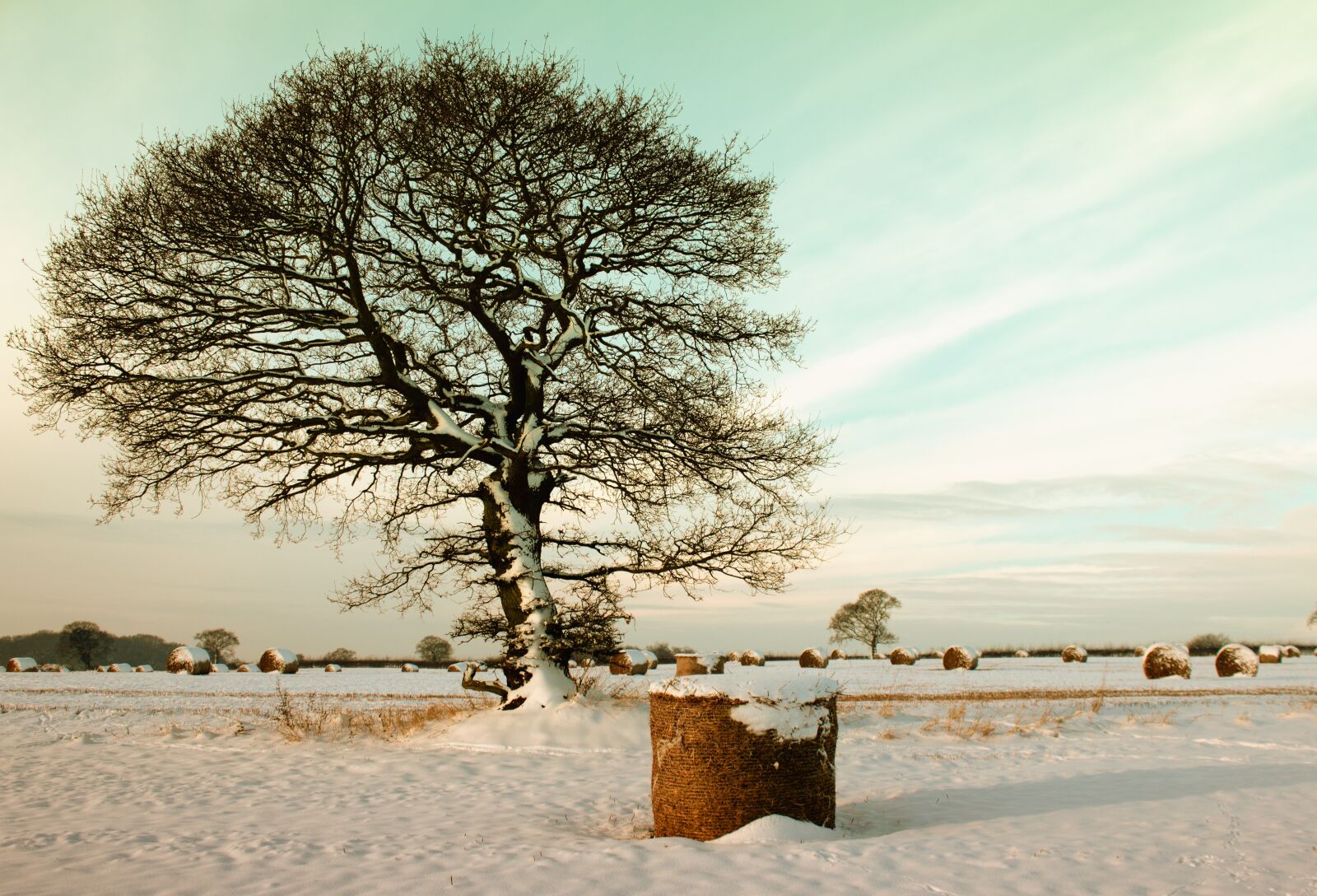 Canon EOS 550D (EOS Rebel T2i / EOS Kiss X4) sample photo. Branches, cold, field, freezing photography
