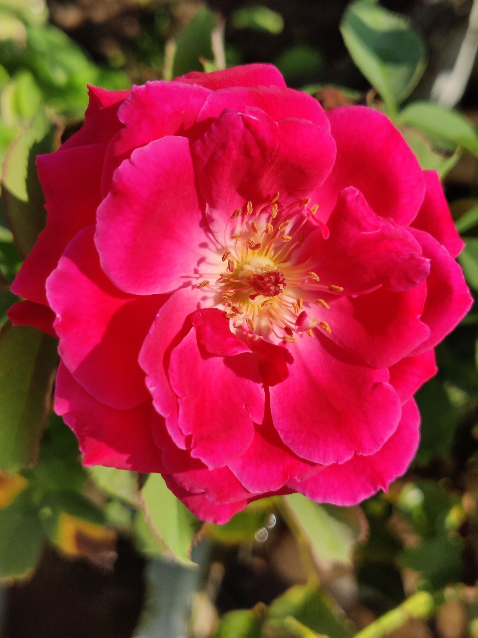 OnePlus AC2001 sample photo. Rose, red rose, flower photography