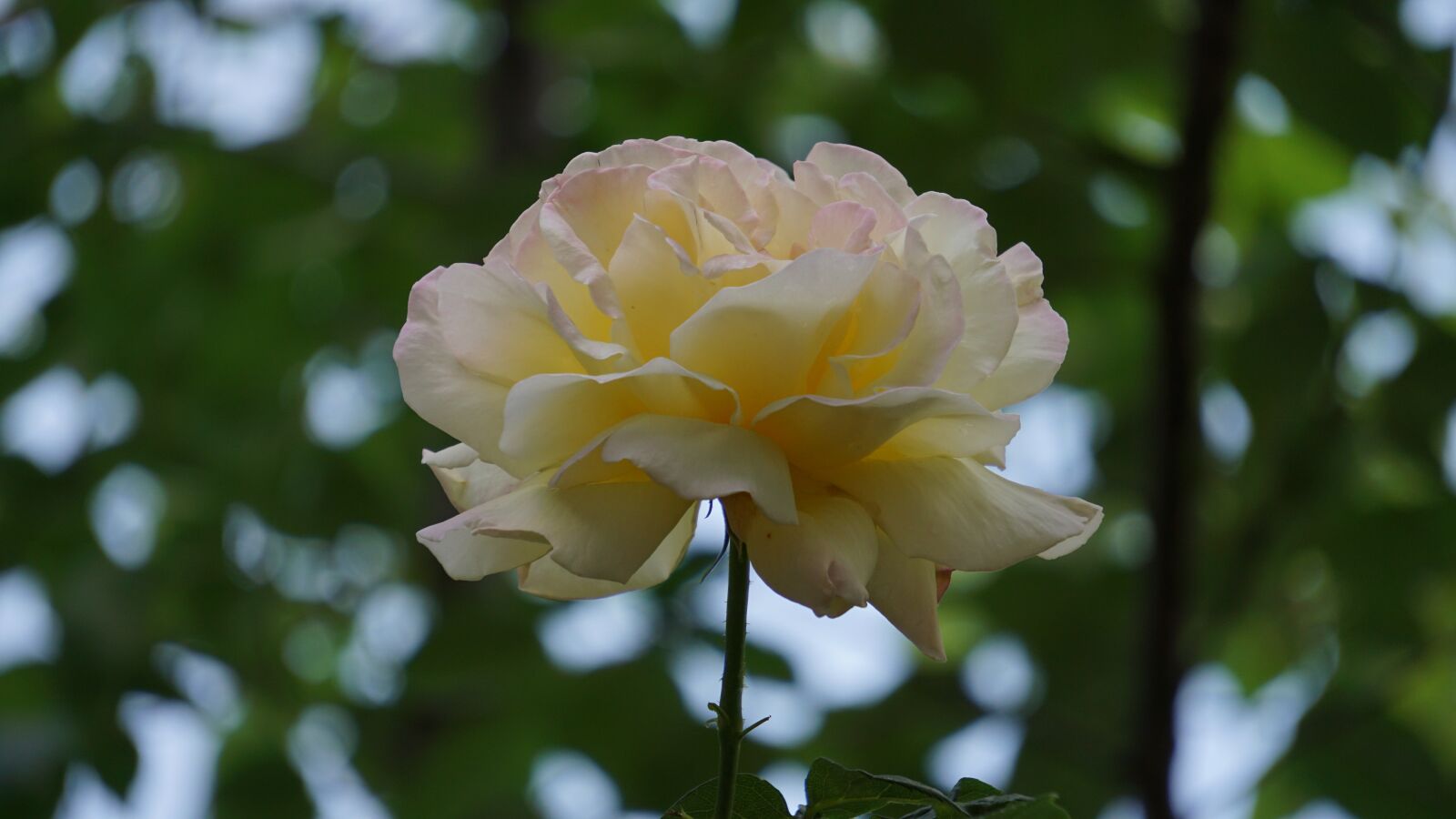 Sony E 55-210mm F4.5-6.3 OSS sample photo. Rose, pretty flowers, beautiful photography