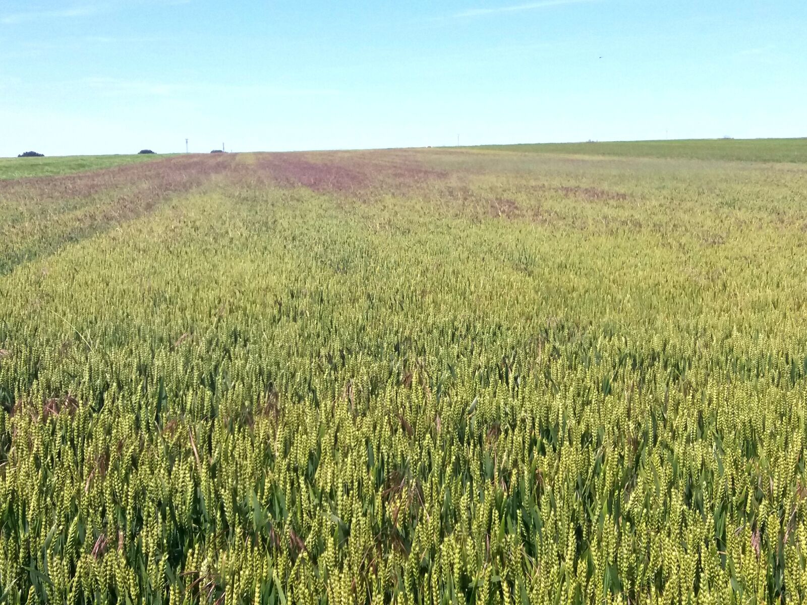 Samsung Galaxy J5(2016) sample photo. Wheat, field, landscape photography