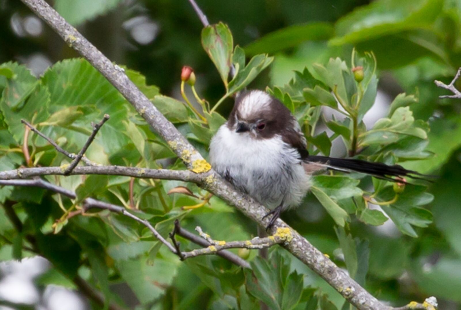 Canon EOS 5D Mark III sample photo. Long tailed tit, pink photography
