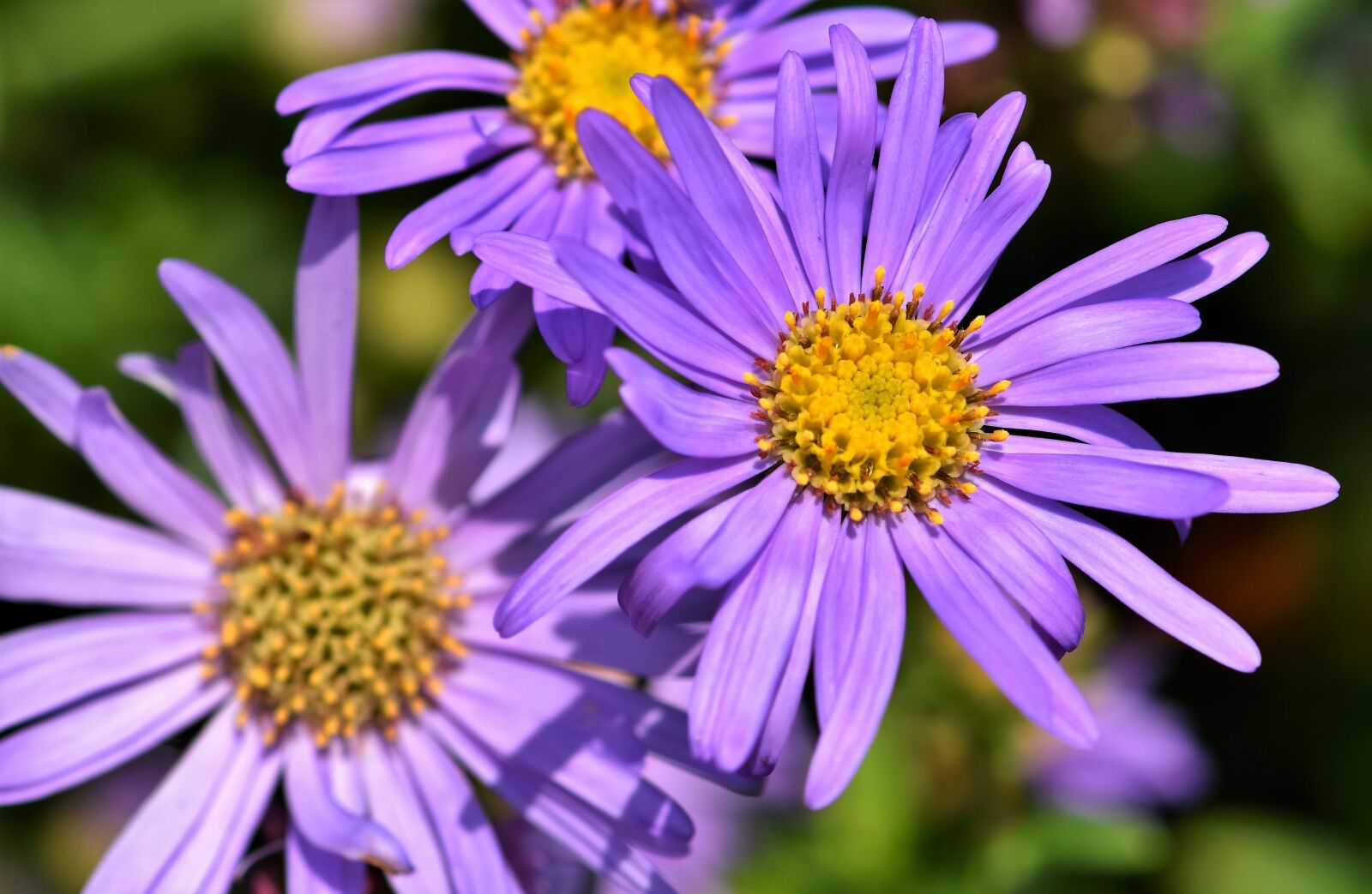 Nikon D7200 sample photo. Aster, composites, purple photography