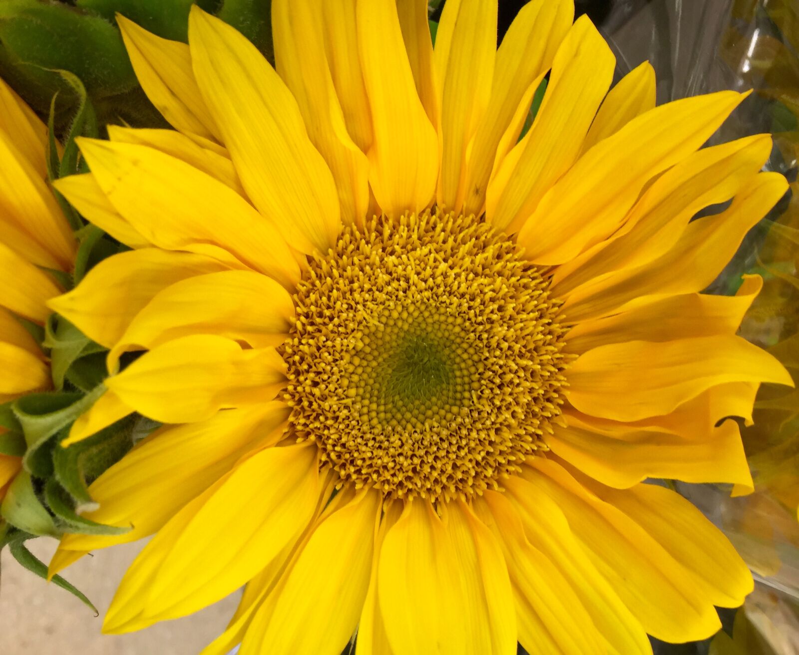 iPhone 6 Plus back camera 4.15mm f/2.2 sample photo. Bloom, blossom, close, flower photography