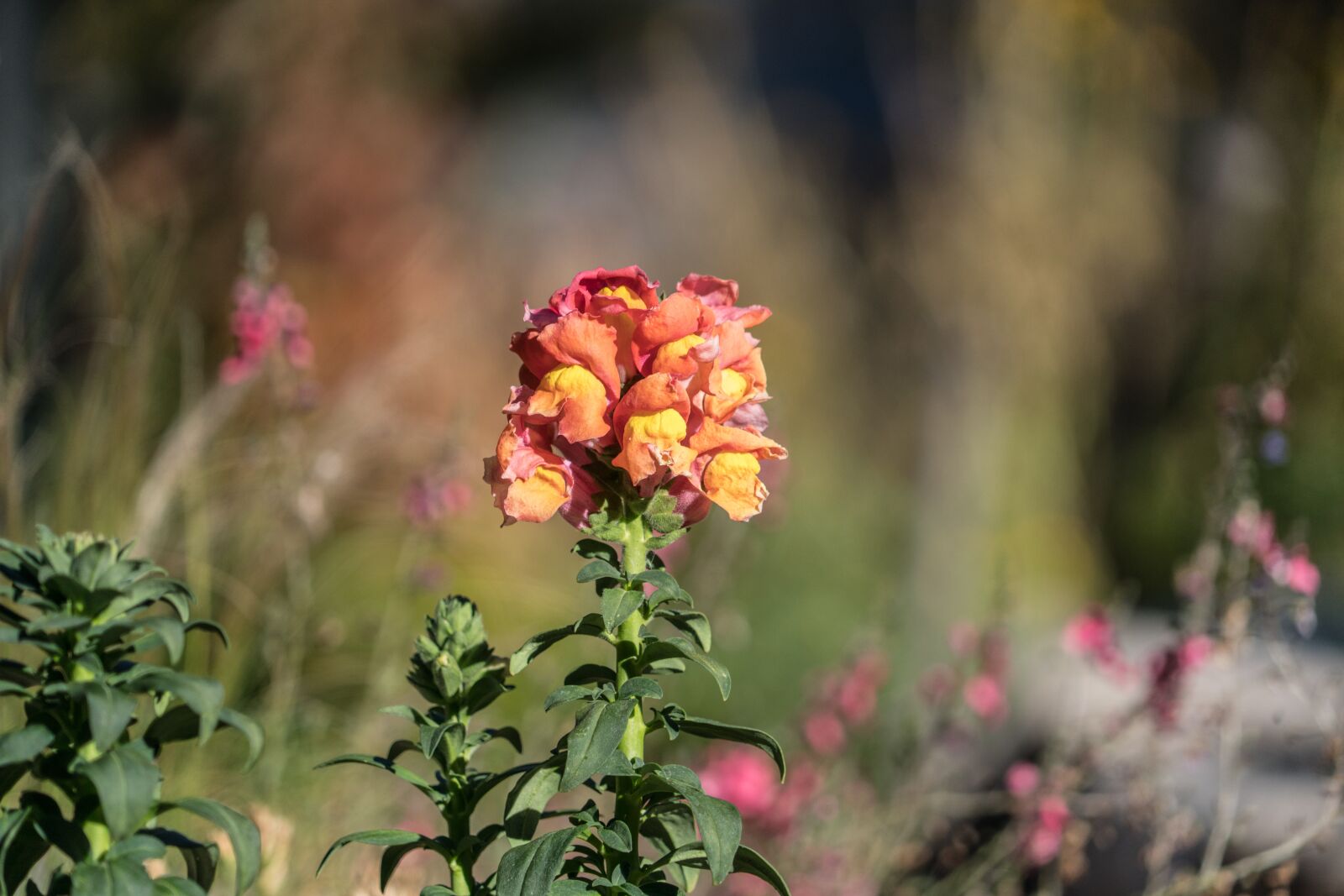 Sony a7R II + Sony FE 24-240mm F3.5-6.3 OSS sample photo. Lupin, flower, yellow photography