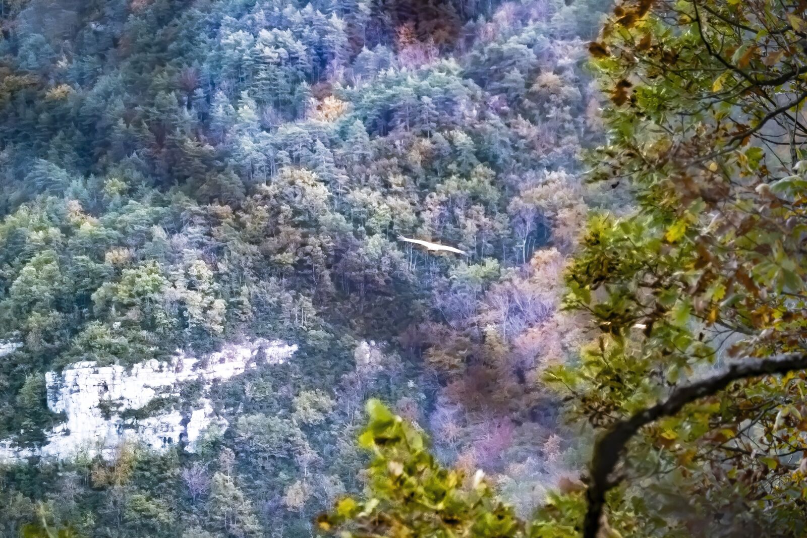 Panasonic DC-TZ200 sample photo. Vulture, gorges-du-tarn, france photography