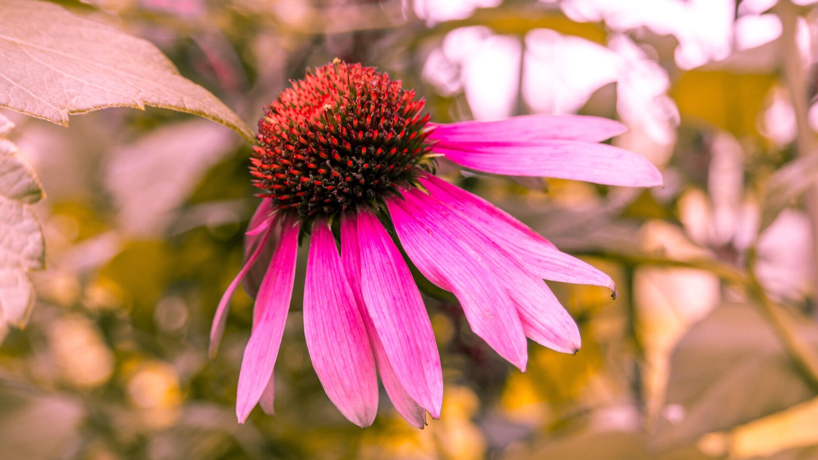 Olympus OM-D E-M10 II sample photo. Echinacea, flower, nature photography