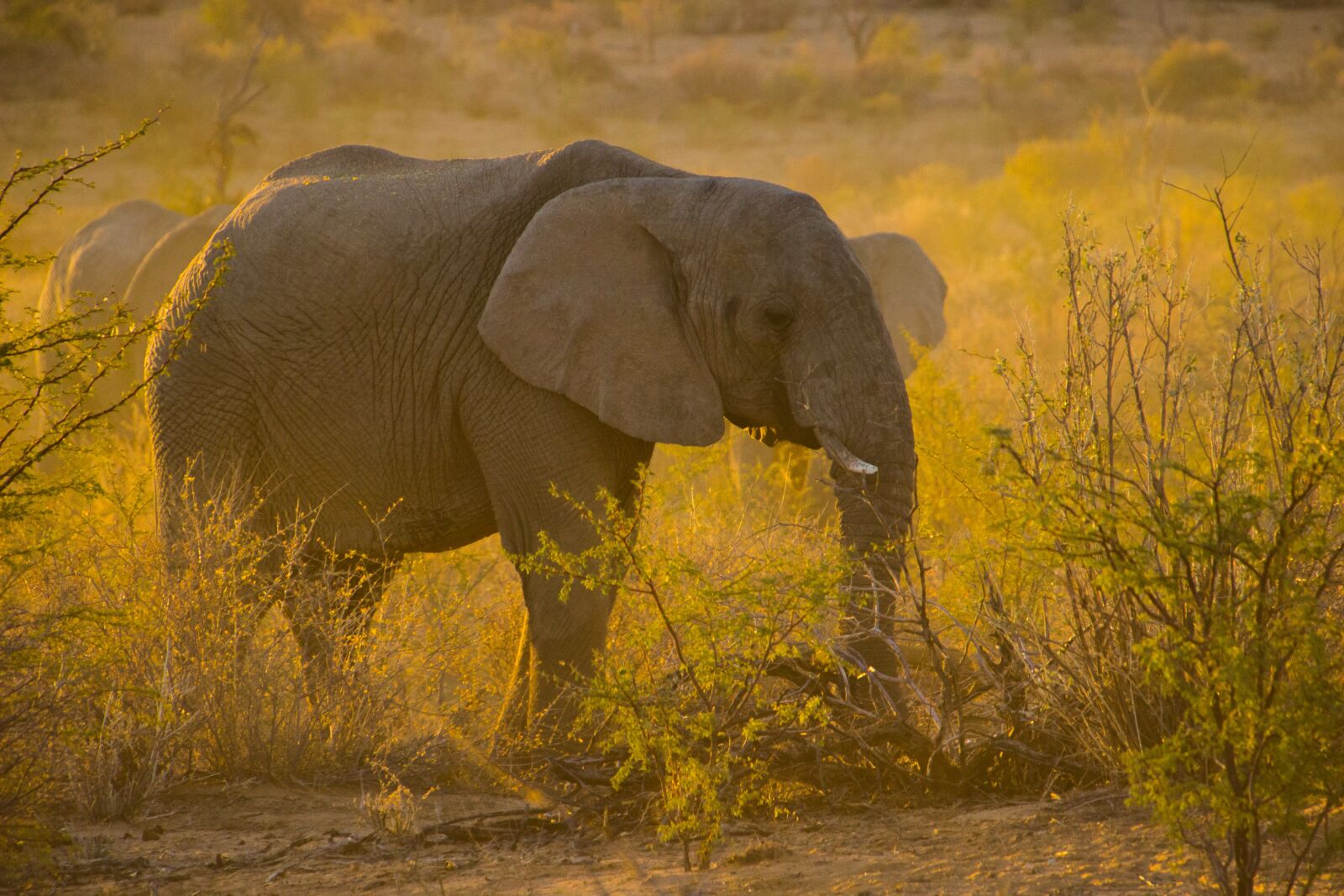Canon EOS 600D (Rebel EOS T3i / EOS Kiss X5) sample photo. Namibia, sunset, animal photography