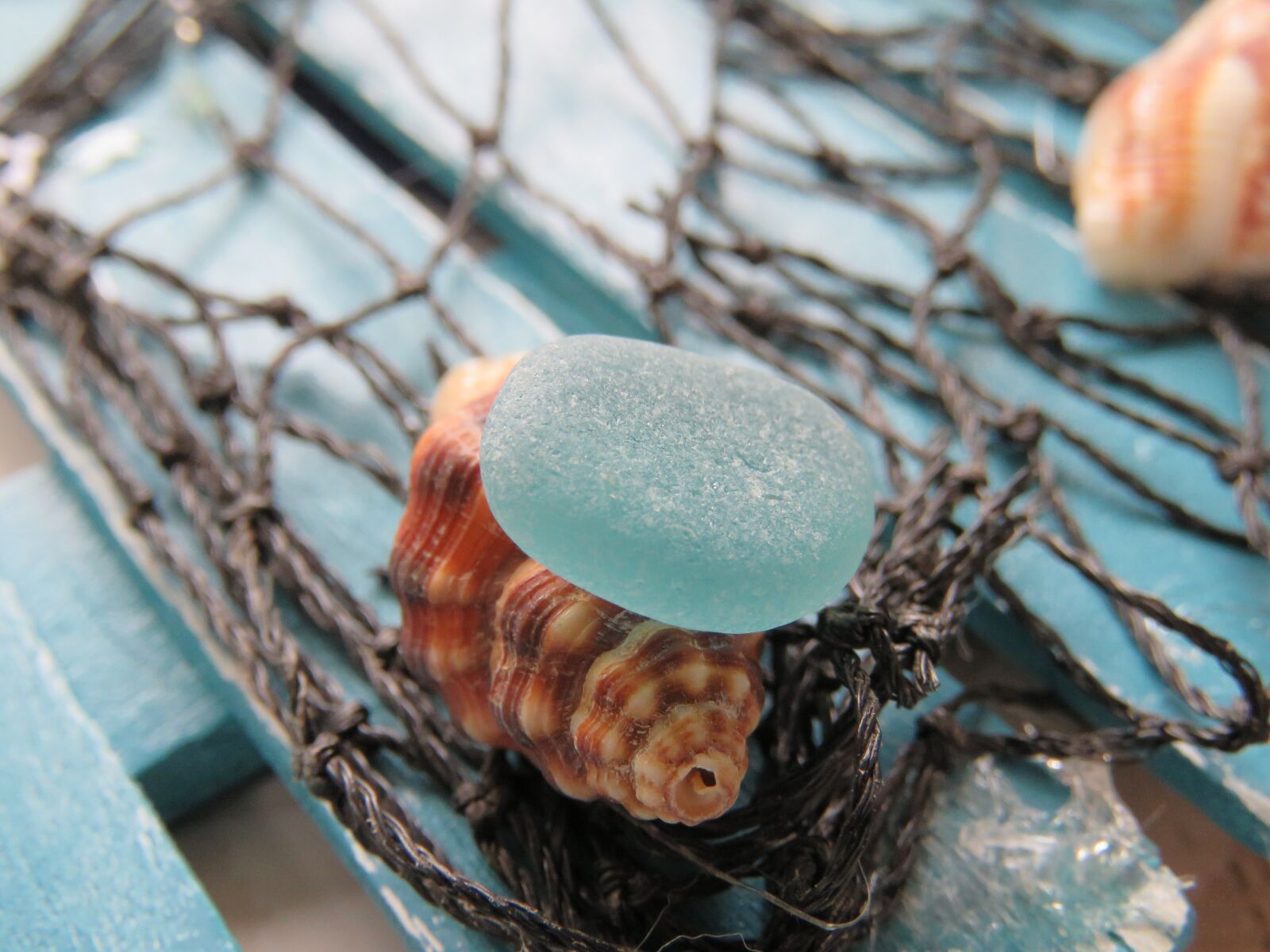Canon PowerShot SX60 HS sample photo. Zeeglas, shell, just photography