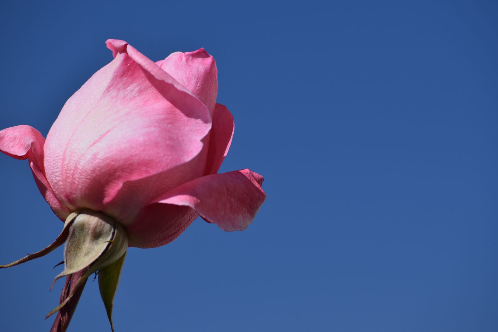 Nikon D5300 sample photo. Flower, sky, rose photography