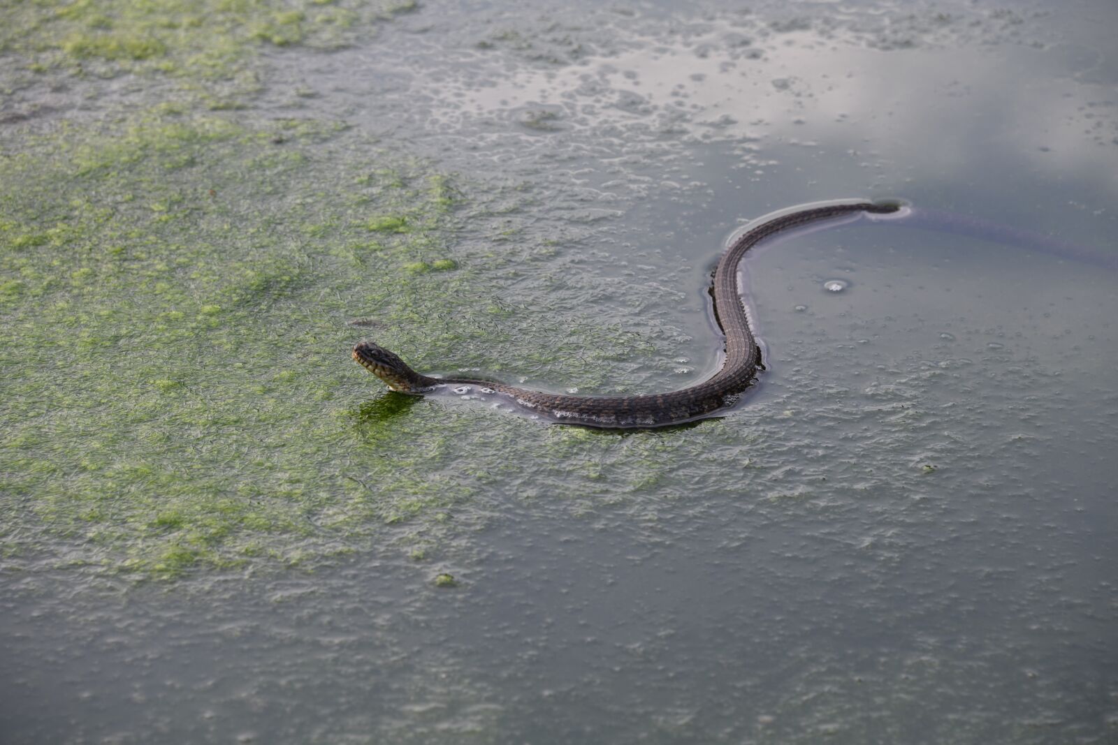 Nikon D850 sample photo. Snake, water, brown photography