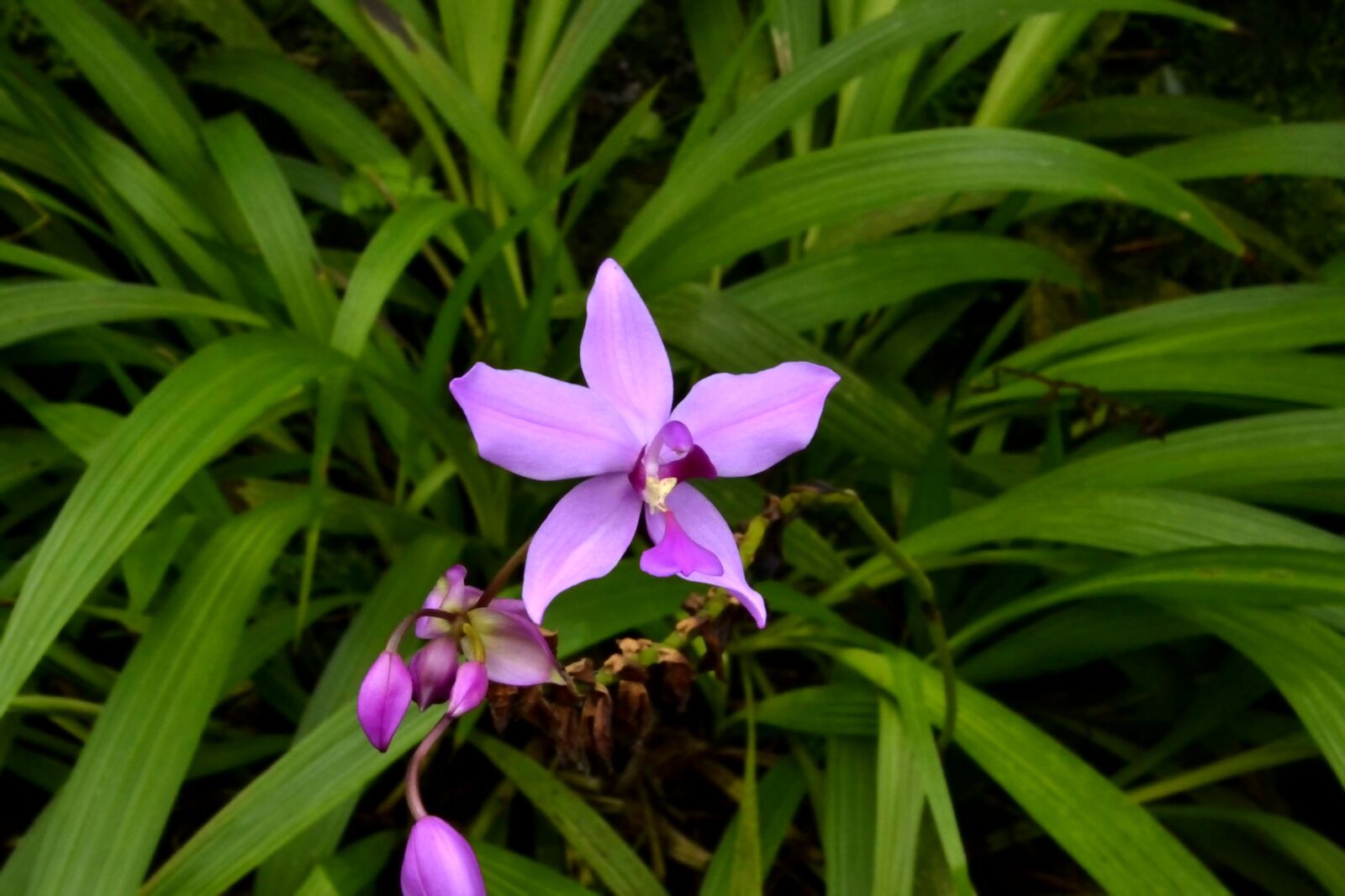 Nikon D3100 sample photo. Orchid, nature, flower photography