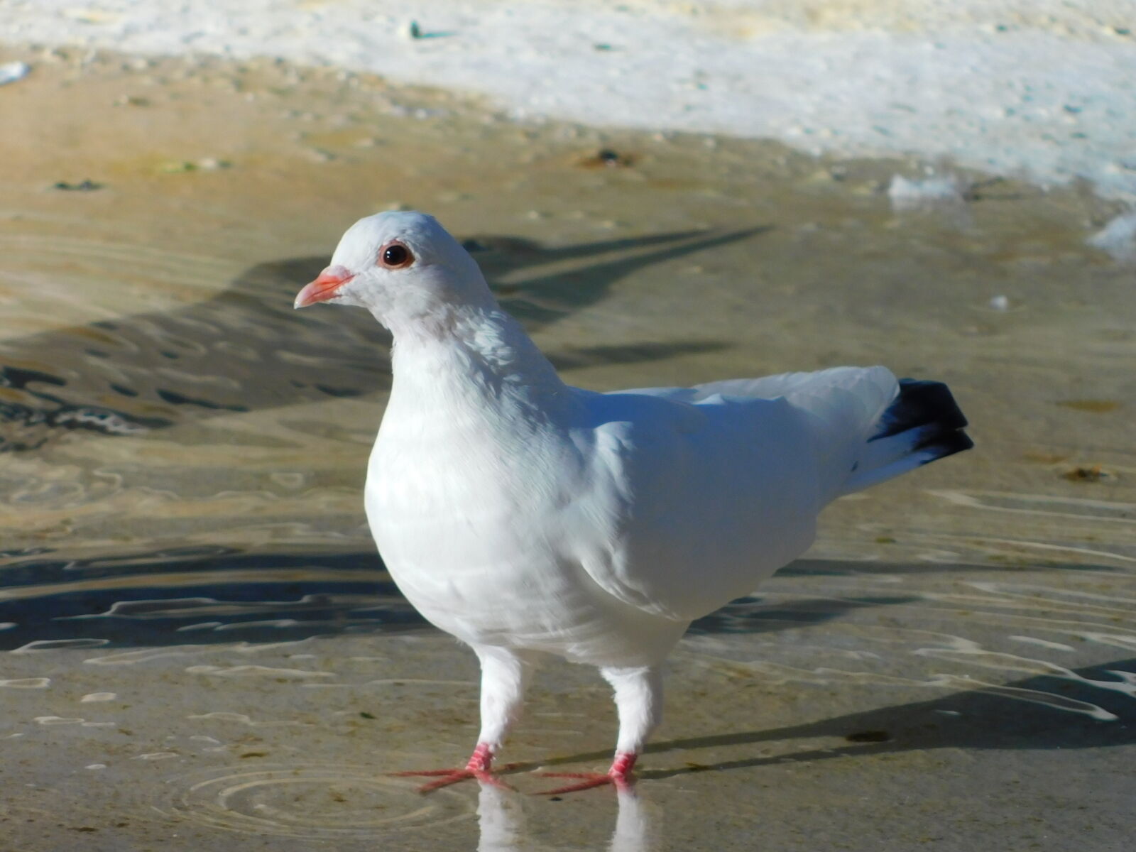 Nikon Coolpix B500 sample photo. White pigeon photography