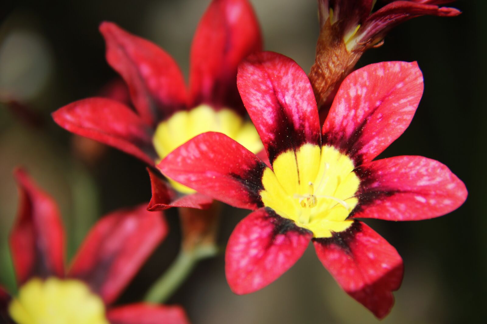Canon EOS 550D (EOS Rebel T2i / EOS Kiss X4) sample photo. Flower, red, yellow photography