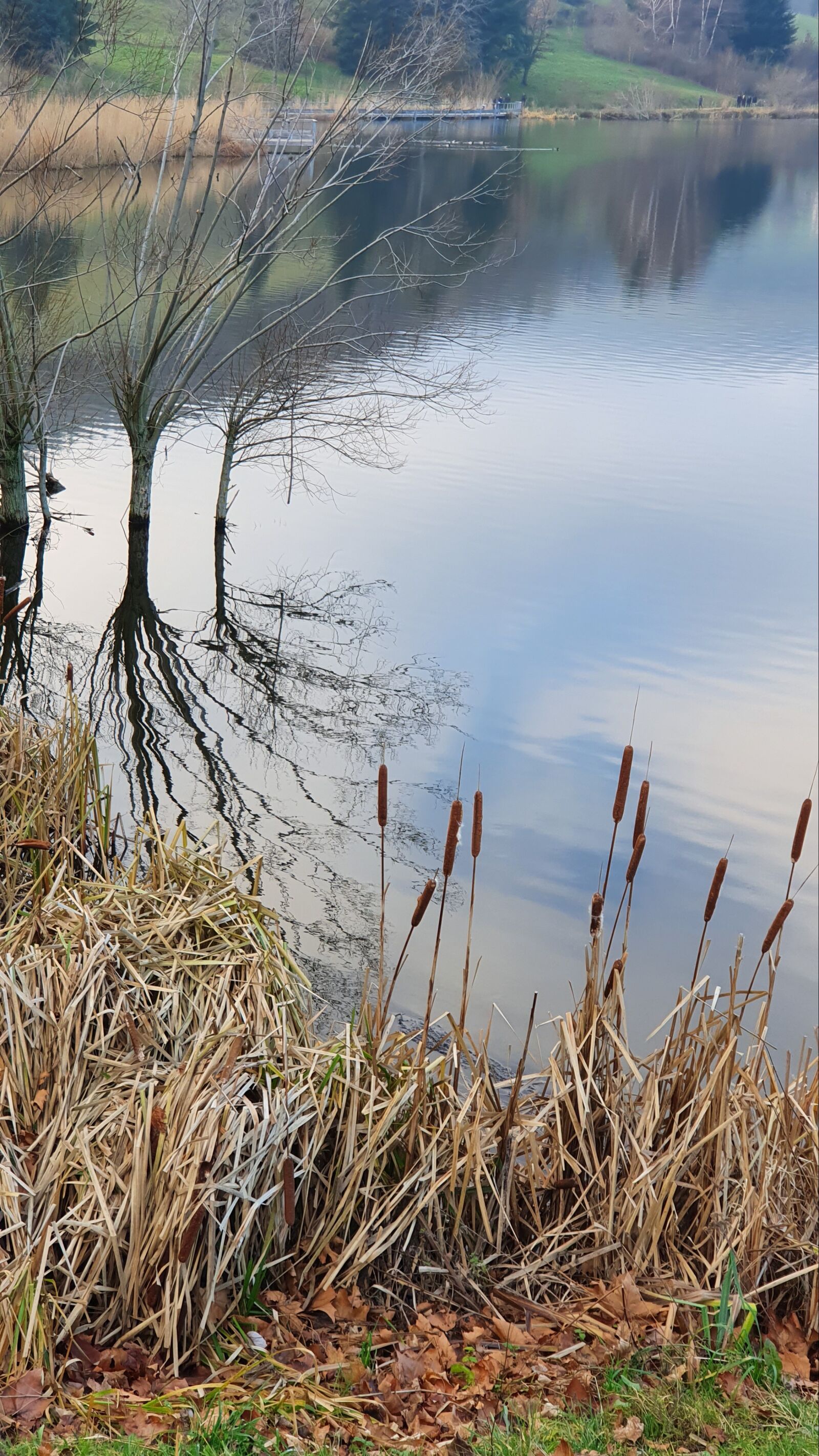 Samsung Galaxy S10 sample photo. Reeds, lake, fall photography