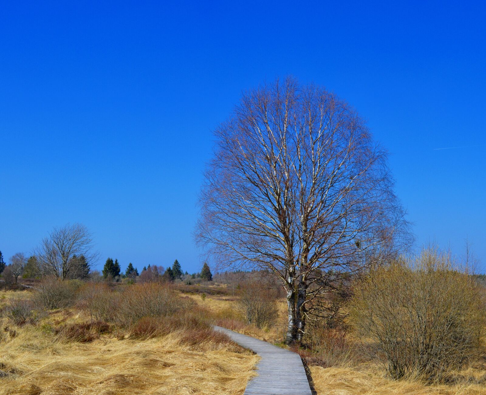 Nikon D3200 sample photo. Moor, peat bog, venn photography