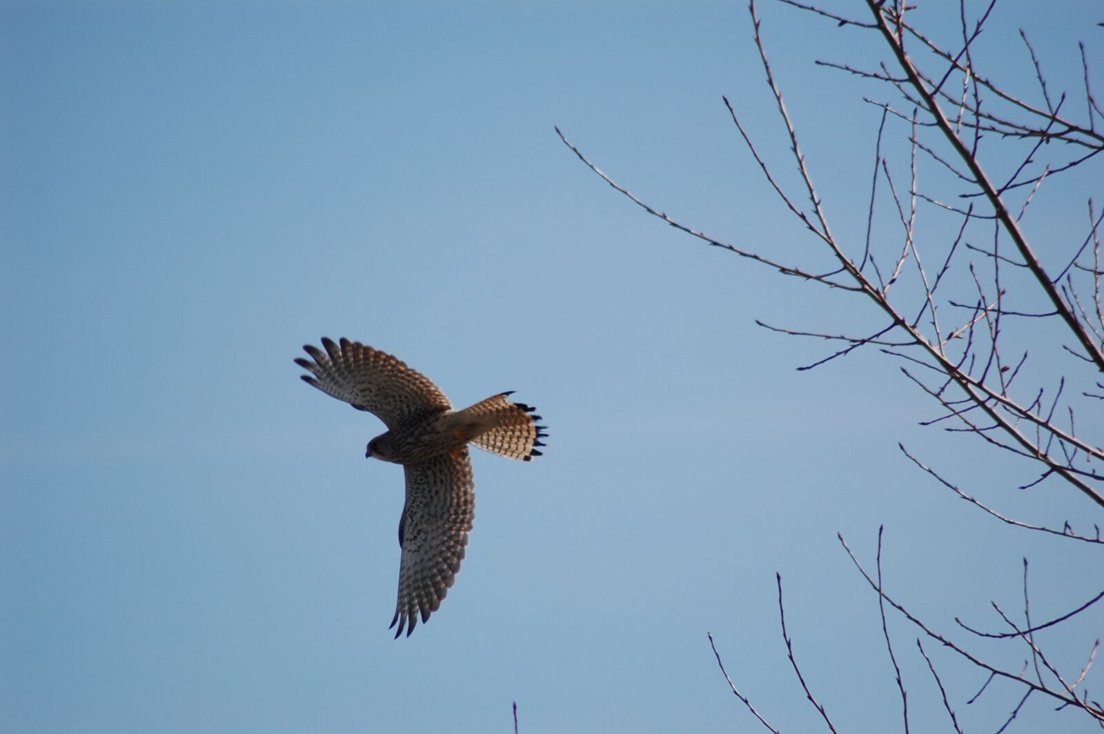 Nikon D40 sample photo. Nature, dutch, animals photography