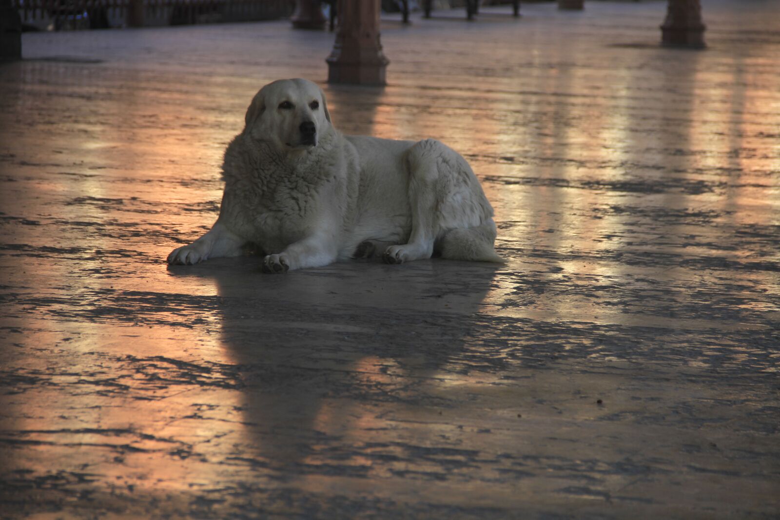 Canon EOS 7D sample photo. Dog, reflection, train photography