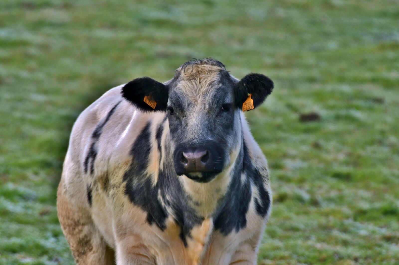 Nikon D500 sample photo. Cow, mammal, herkauwer photography