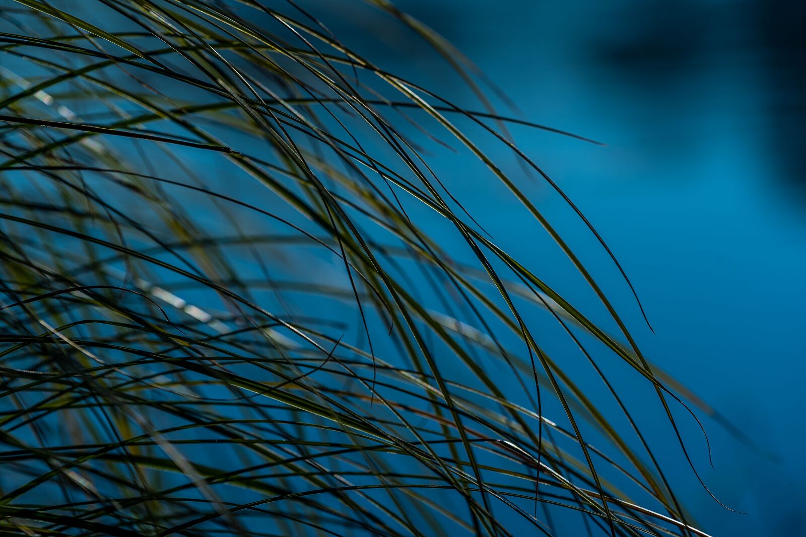 Sony a7 III + Sony FE 70-200mm F4 G OSS sample photo. Nature, grass, landscape photography