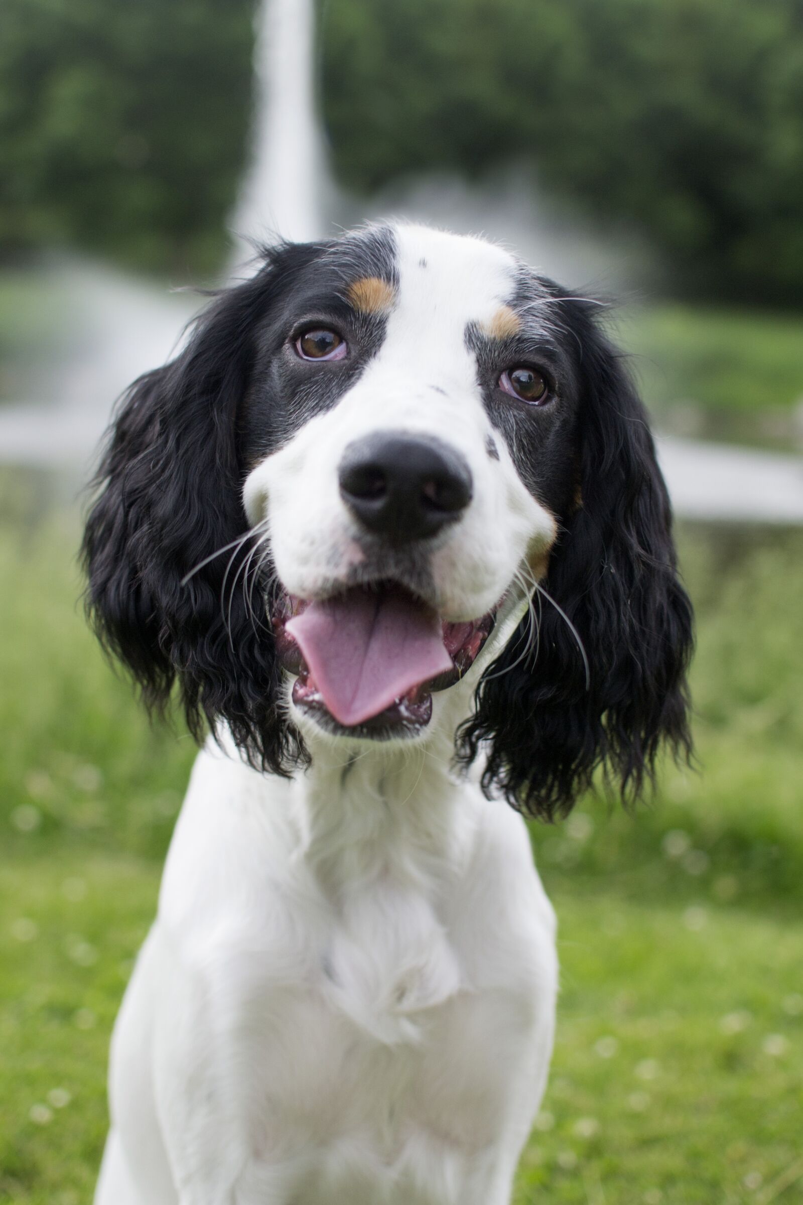 Nikon D3100 sample photo. Dog, pet, happy photography