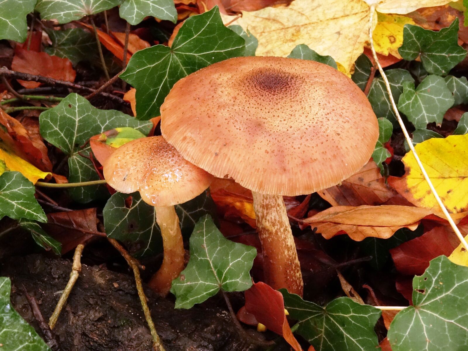 Sony Cyber-shot DSC-HX50V sample photo. Mushroom, autumn, forest photography