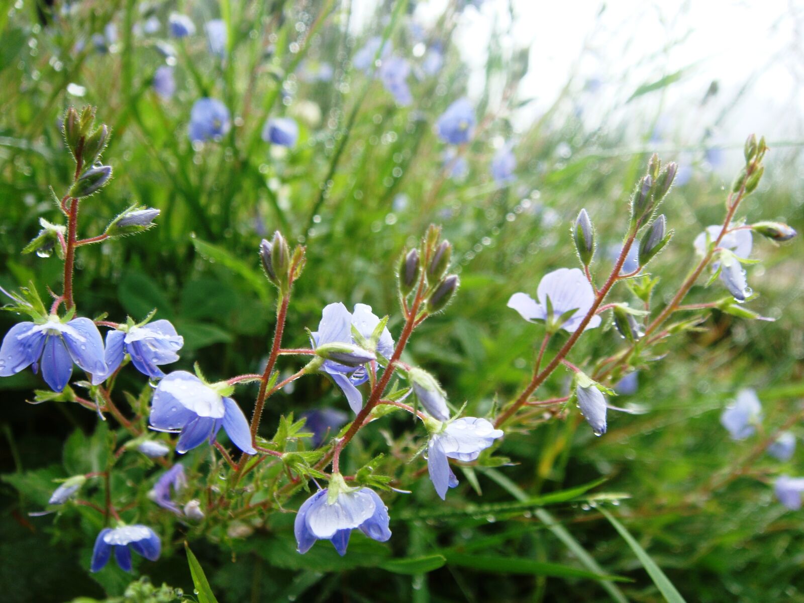 Sony DSC-T77 sample photo. Flowers, mountain flowers, meadow photography