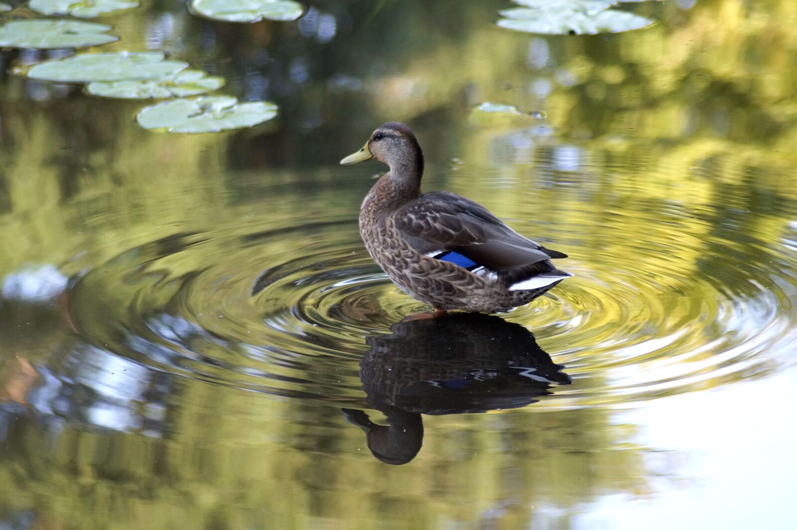 Sony SLT-A58 sample photo. Duck, mallard, lake photography