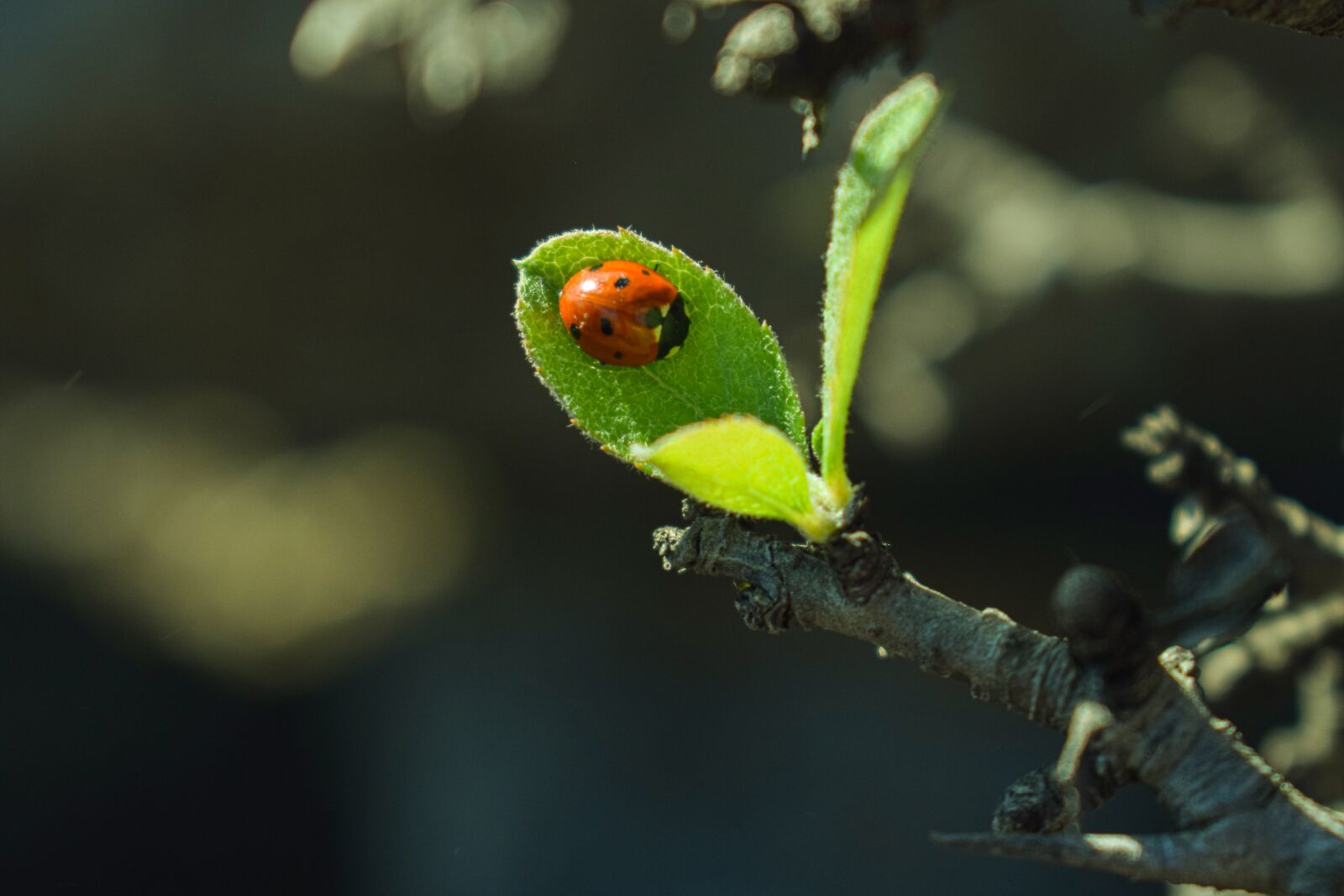 Nikon D3300 sample photo. Ladybug, wildlife, green photography