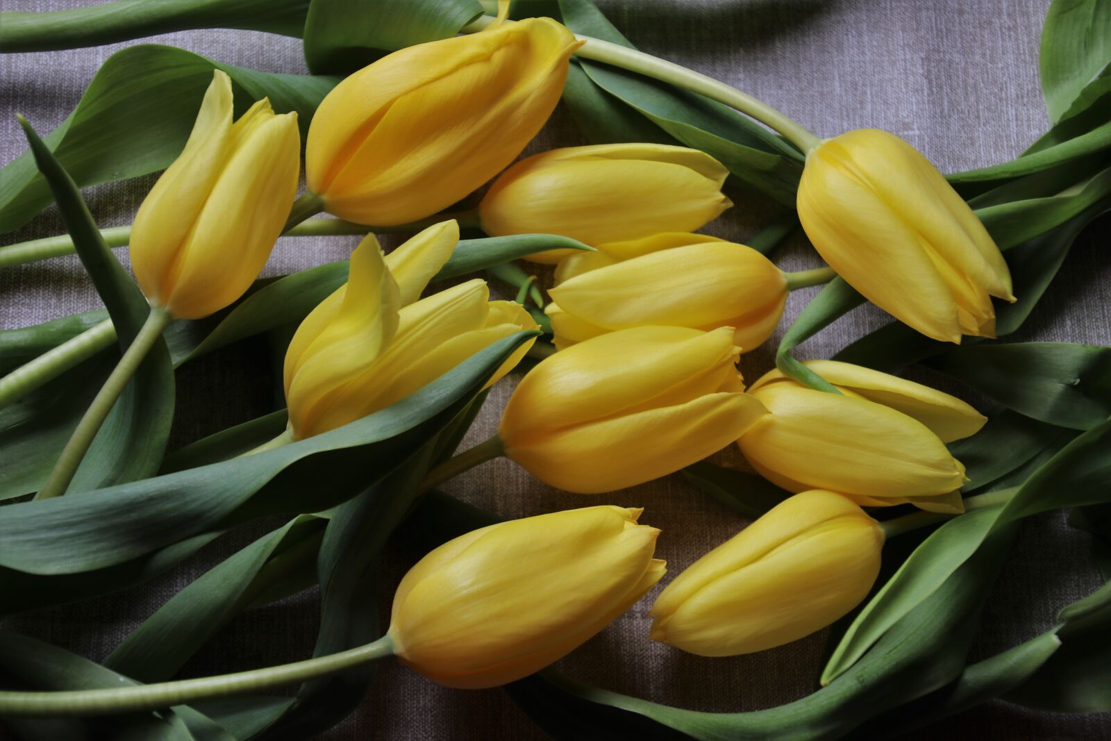 Canon EOS 80D sample photo. Flowers, the smell of photography