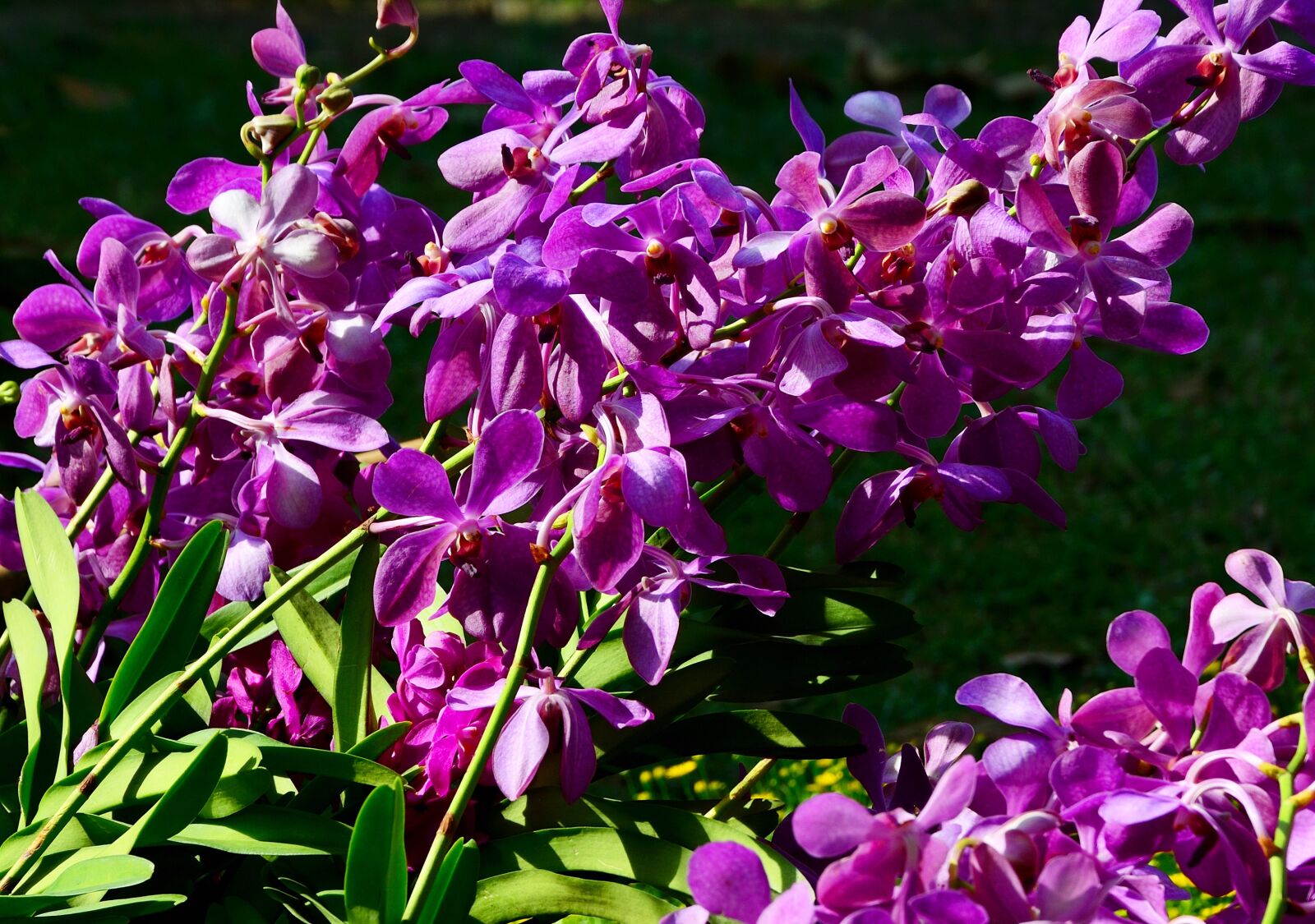 Nikon D5200 sample photo. Orchid, purple, flowers photography