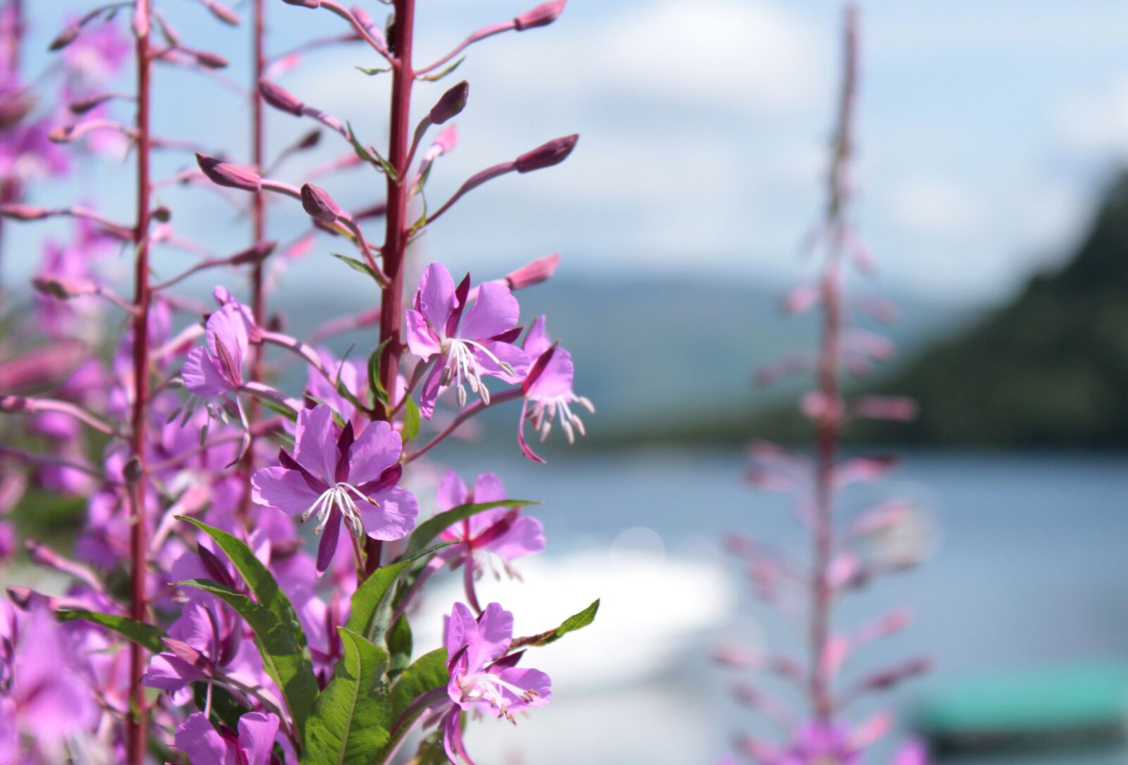 Canon EOS 500D (EOS Rebel T1i / EOS Kiss X3) sample photo. Purple, flowers, lake photography