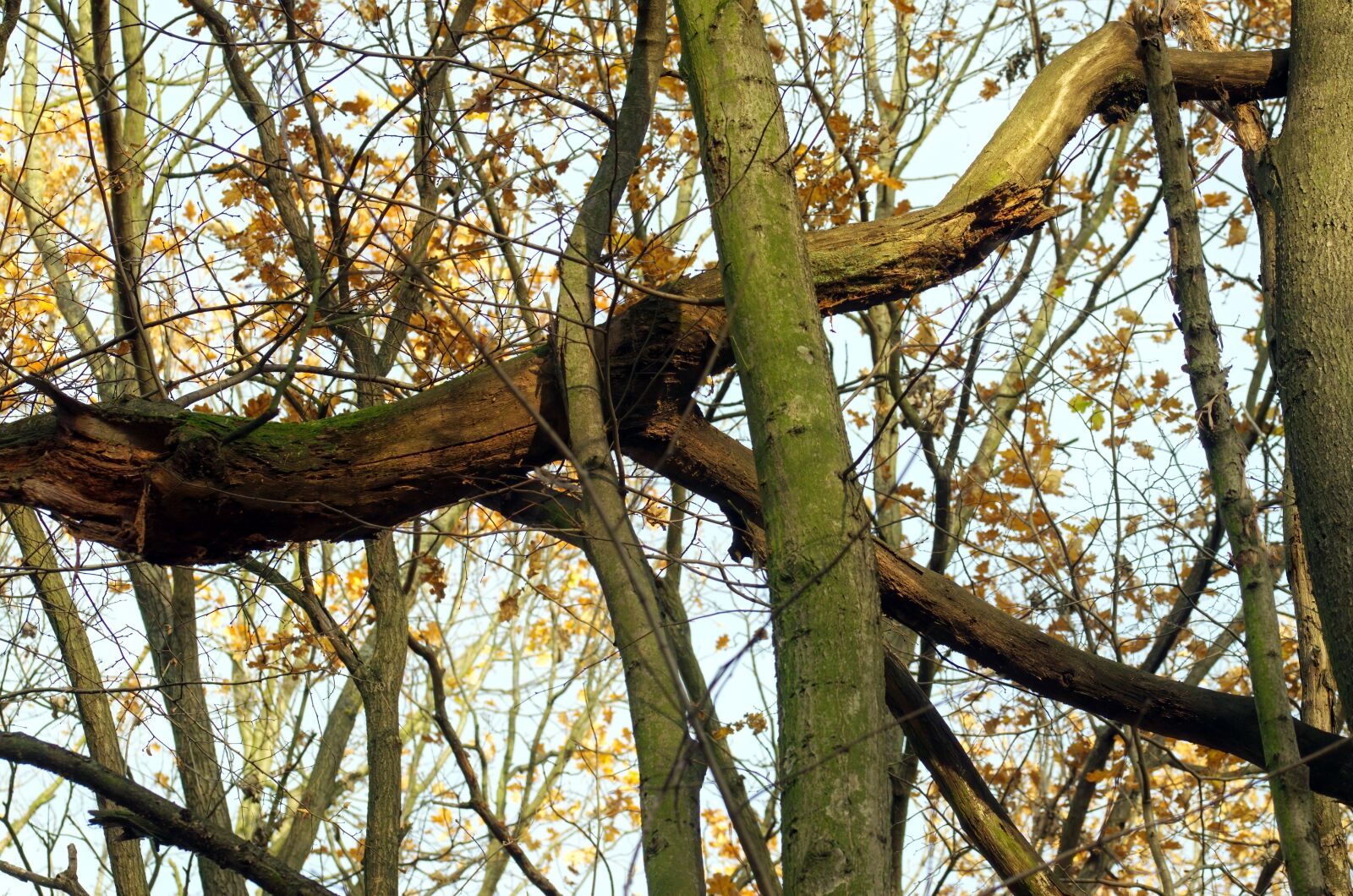 Nikon D5100 sample photo. Landscape, trees, forest photography