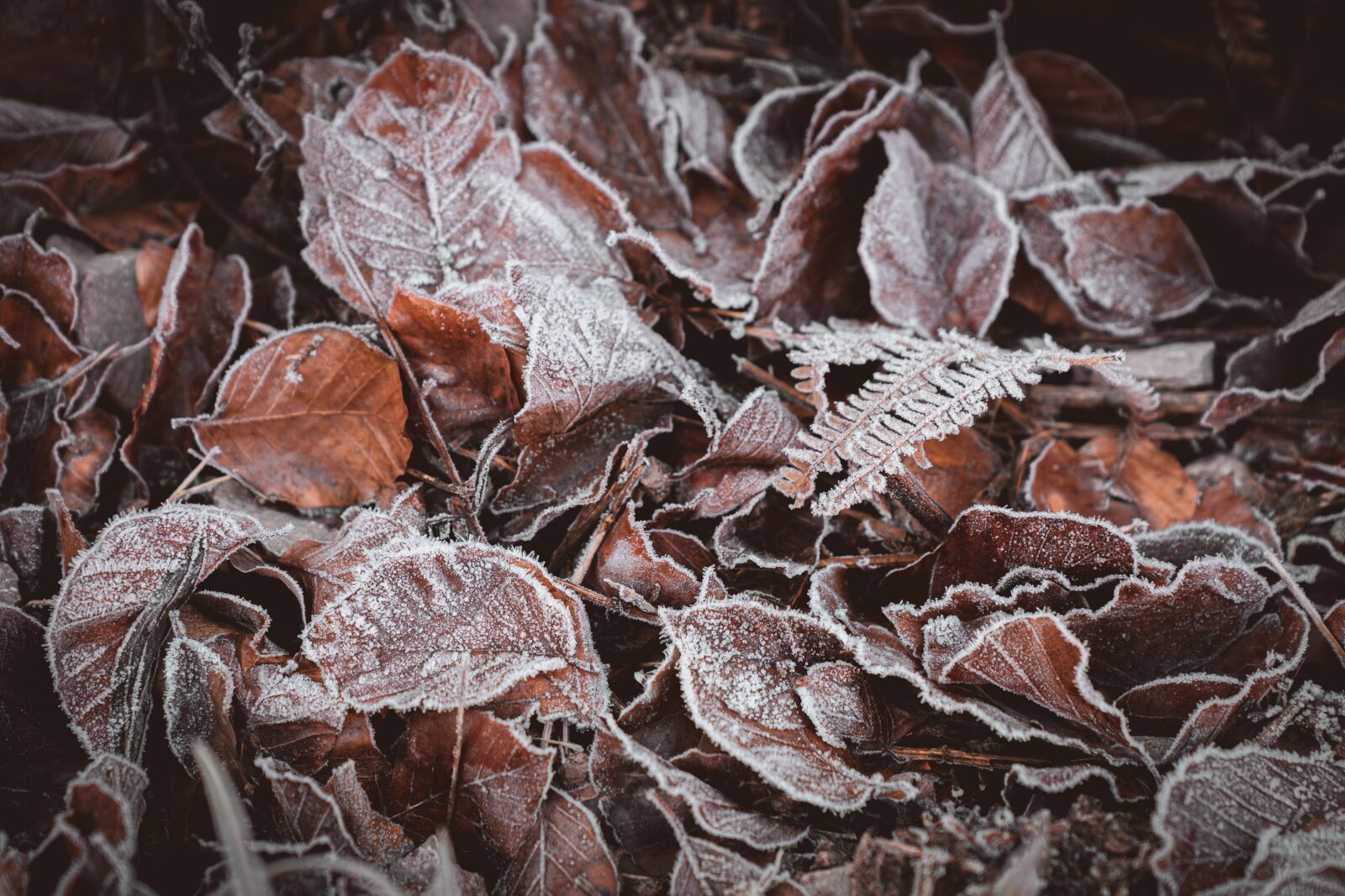 Sony a7R II + Sony FE 24-70mm F2.8 GM sample photo. Leaves, forest, ice photography