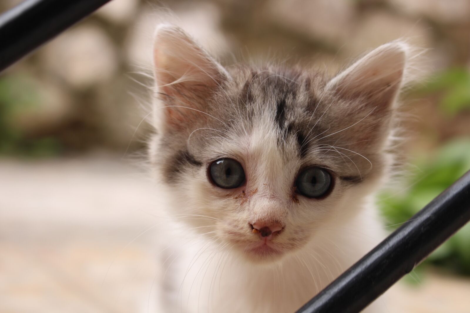 Canon EOS 100D (EOS Rebel SL1 / EOS Kiss X7) sample photo. Cat, animal, kitten photography