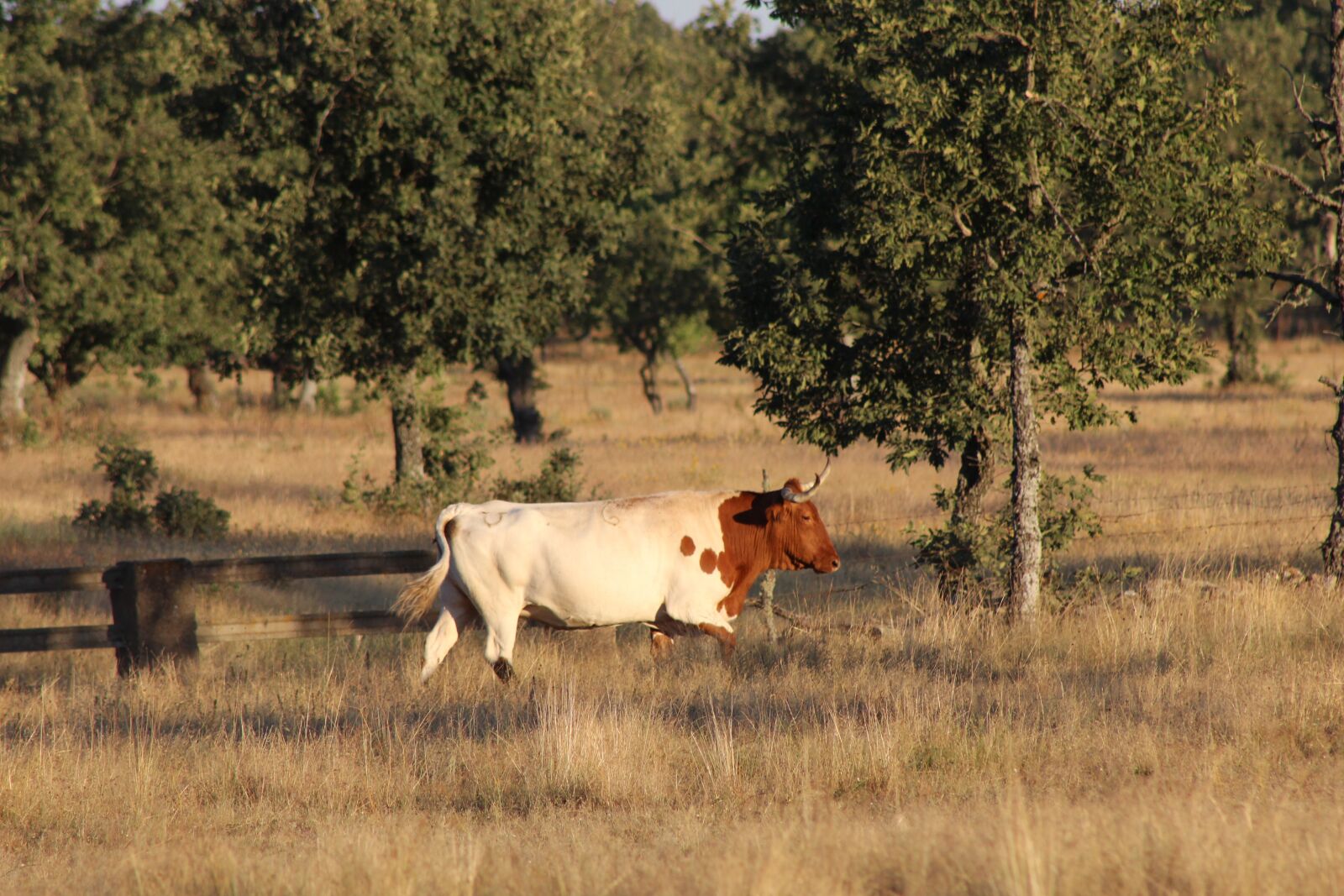 Canon EF 75-300mm f/4-5.6 sample photo. Cow, livestock, animals photography
