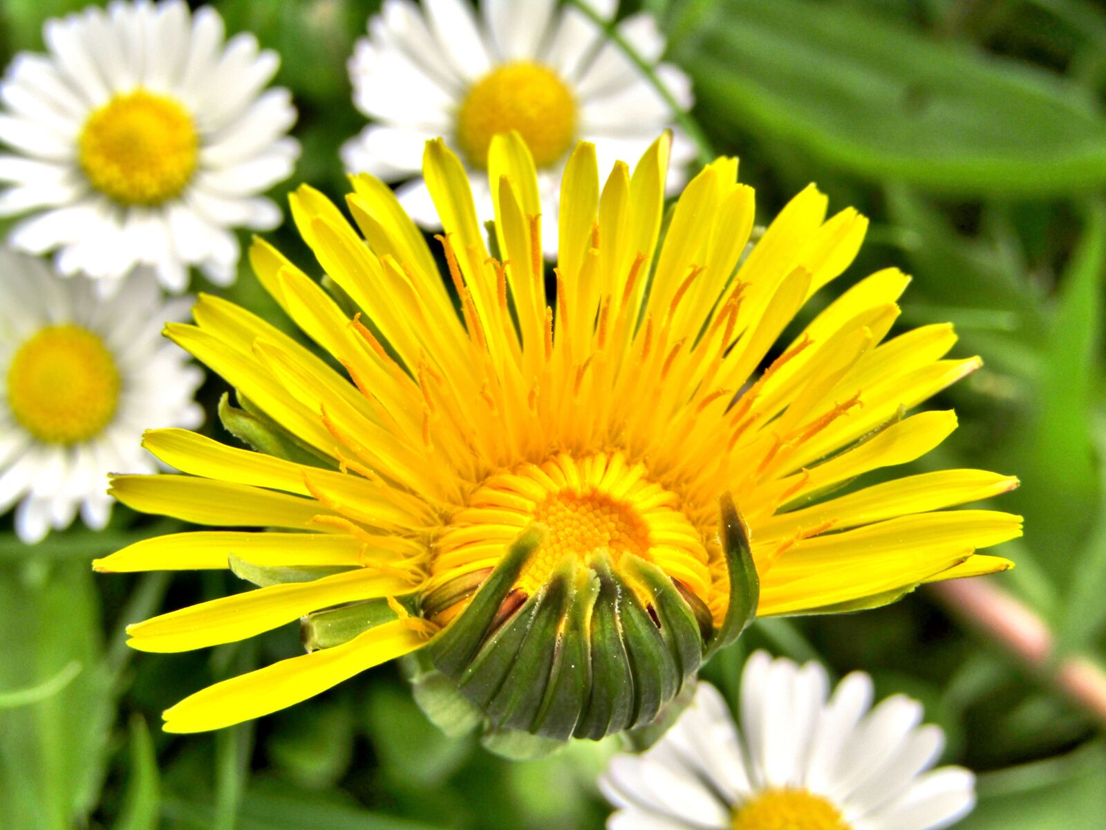 Canon POWERSHOT SX432 IS sample photo. Dandelion, daisy, marie flower photography