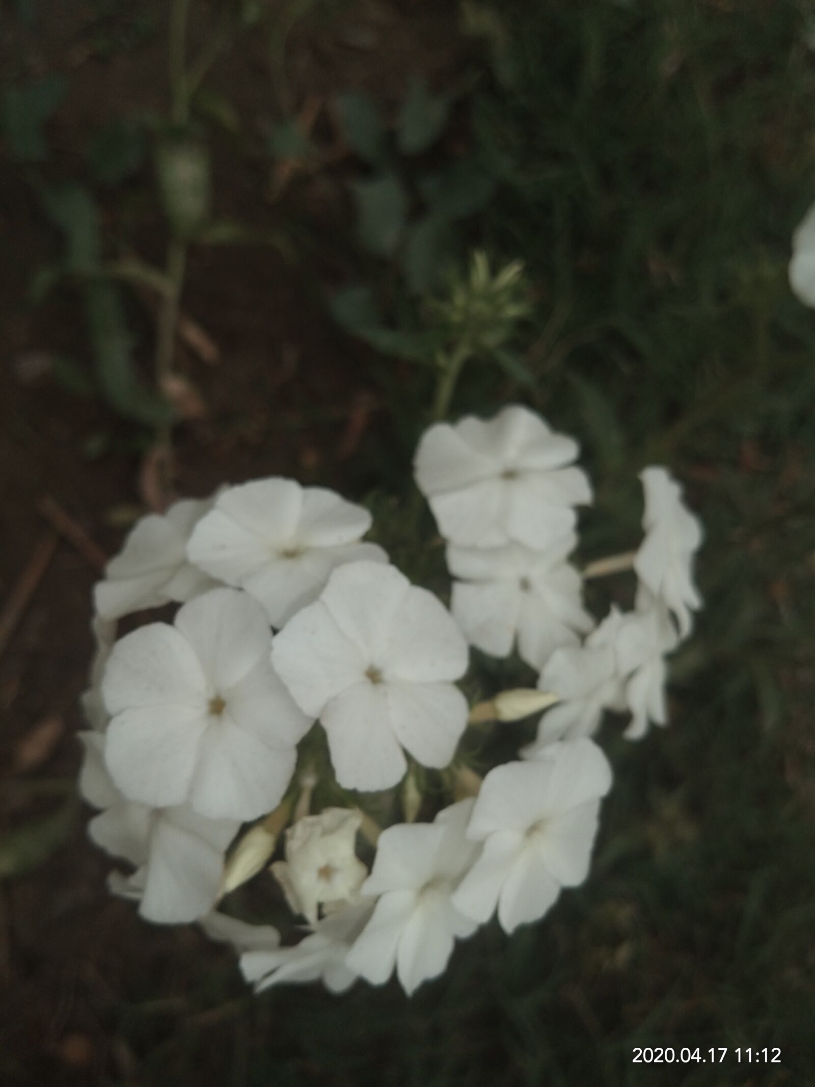 vivo 1807 sample photo. White, spring, flower photography