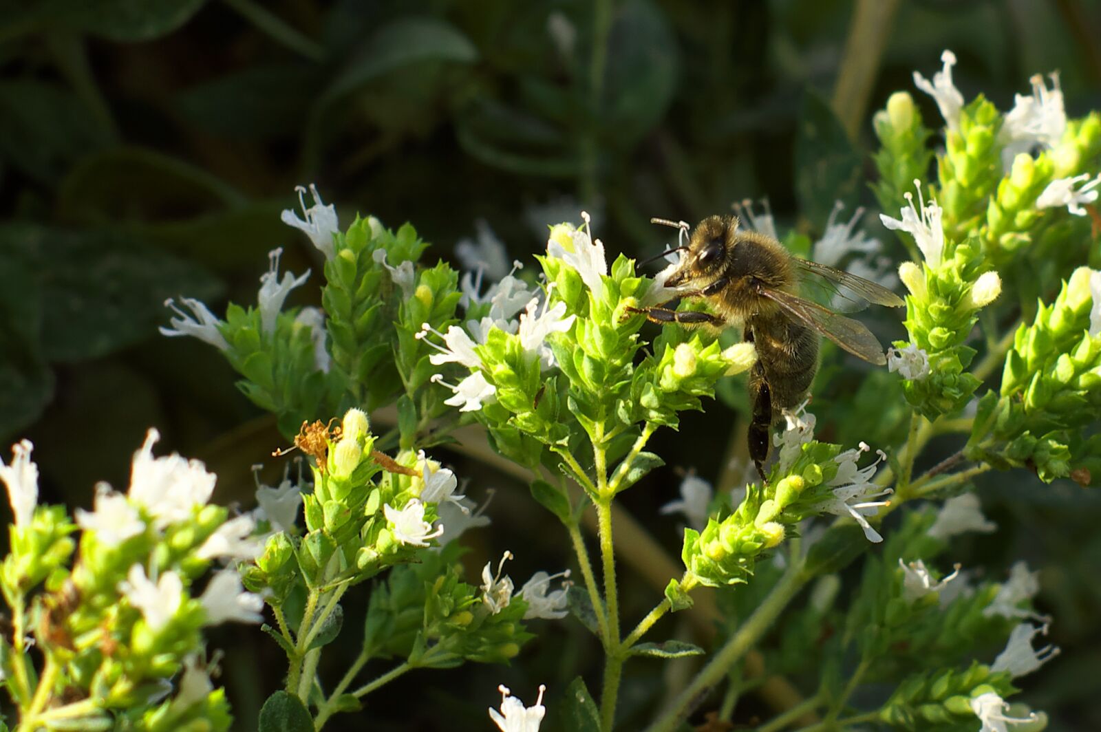 Pentax K-3 sample photo. Bee, marjoram, foraging photography