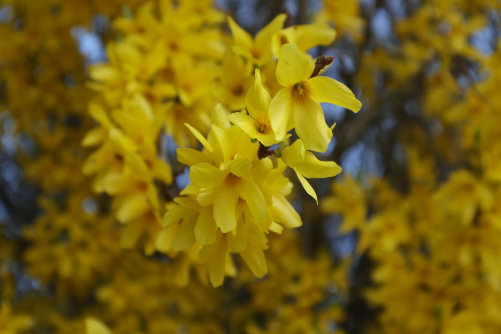 Canon EOS M100 sample photo. Forsythia, yellow flowers, yellow photography